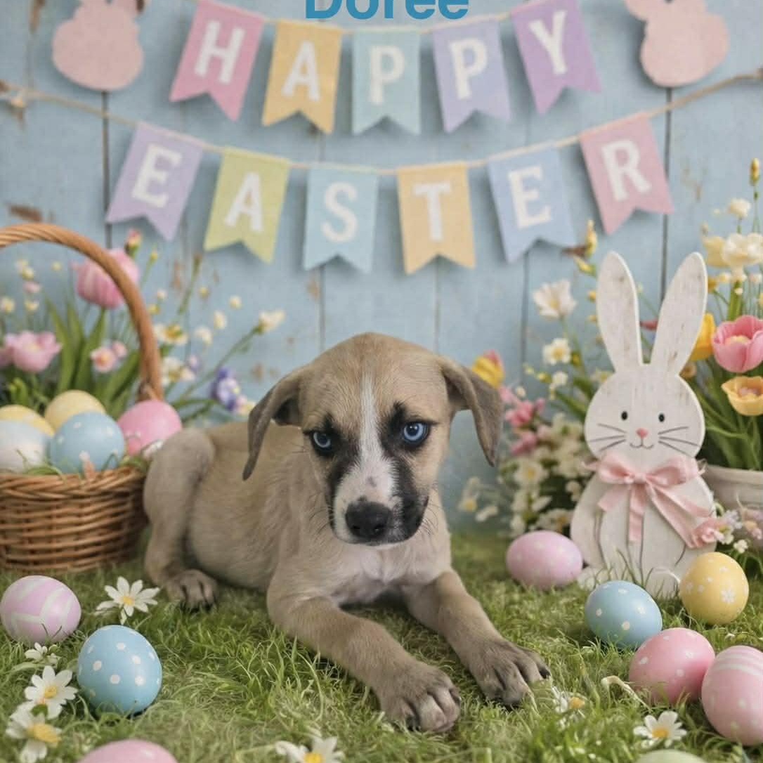 Enlarge Doree, a ADOPTABLE mixed breed in Warren, NJ image 1/2