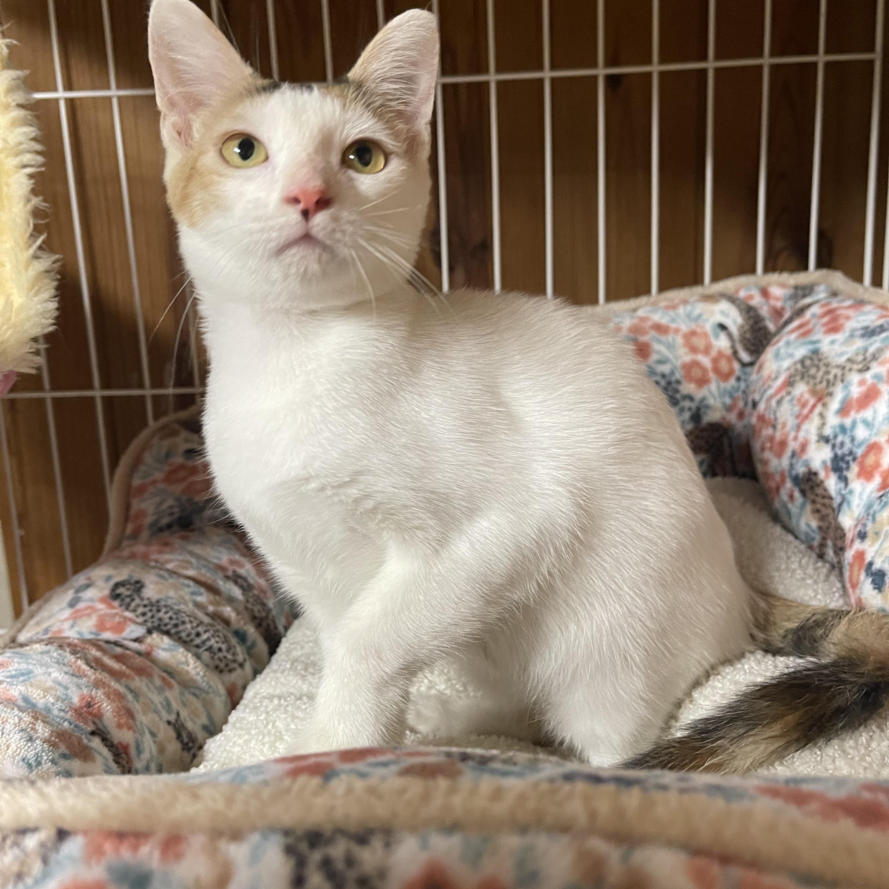 Enlarge Gracie, an adopted Calico in Warren, NJ image 3/5