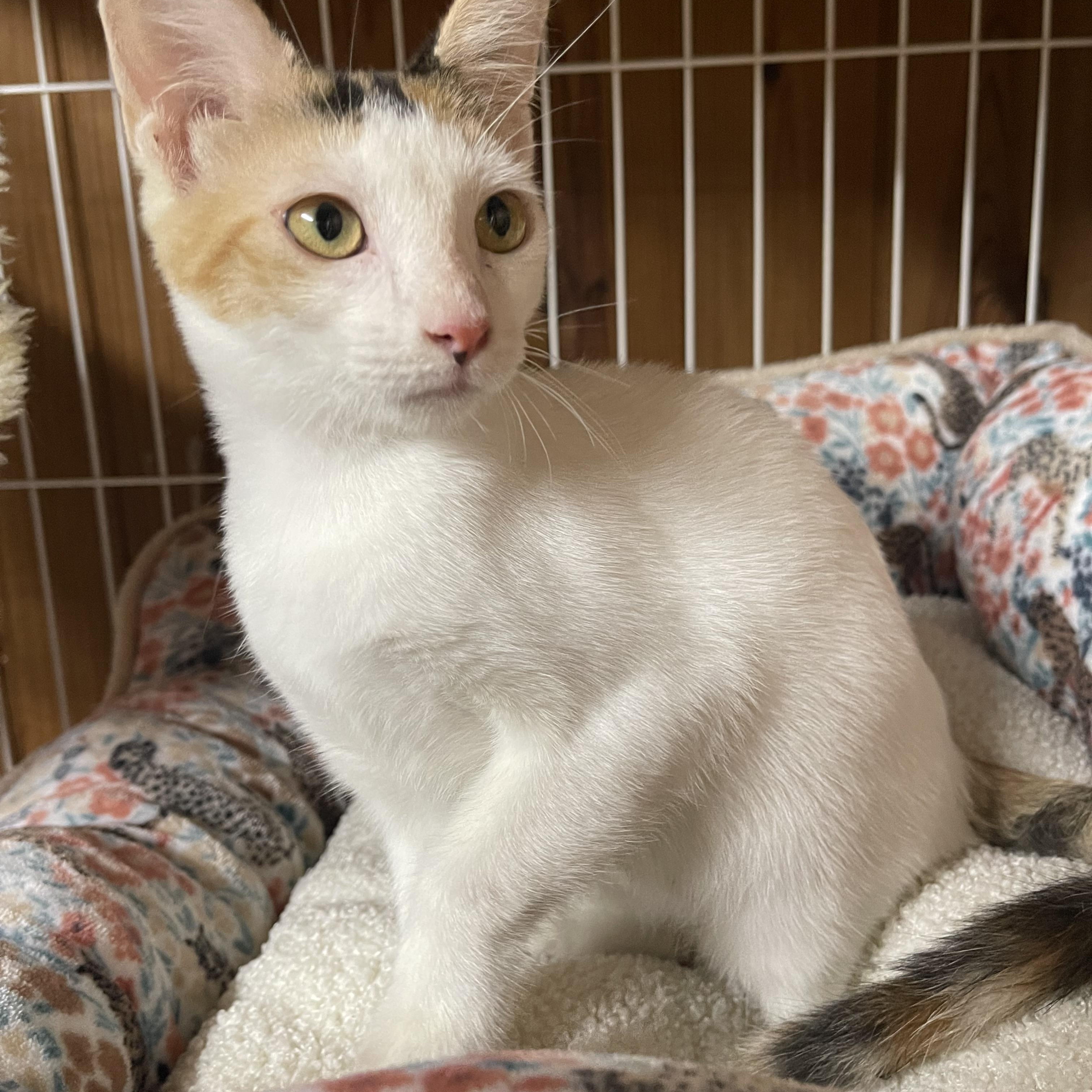 Enlarge Gracie, an adopted Calico in Warren, NJ image 5/5