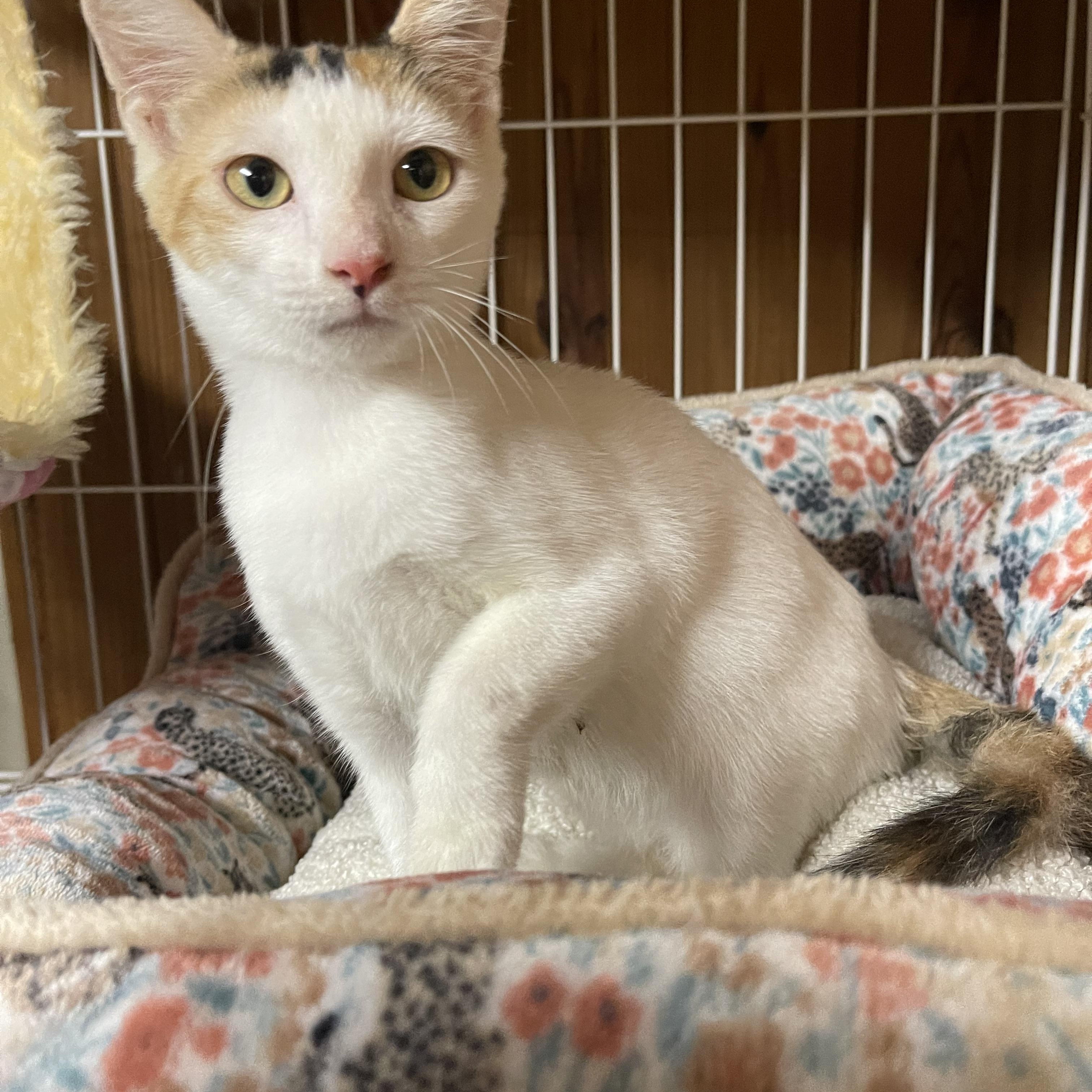 Gracie, adopted, Kitten Female Calico.