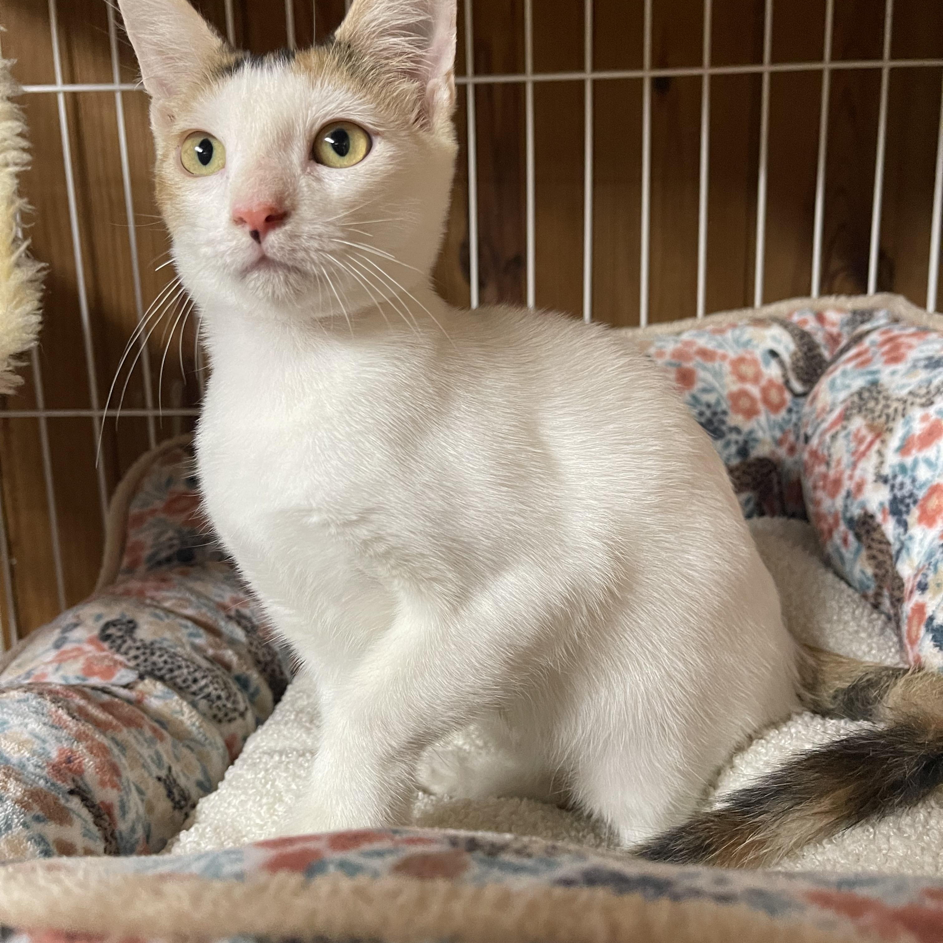 Enlarge Gracie, an adopted Calico in Warren, NJ image 4/5