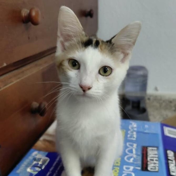 Enlarge Gracie, an adopted Calico in Warren, NJ image 2/5