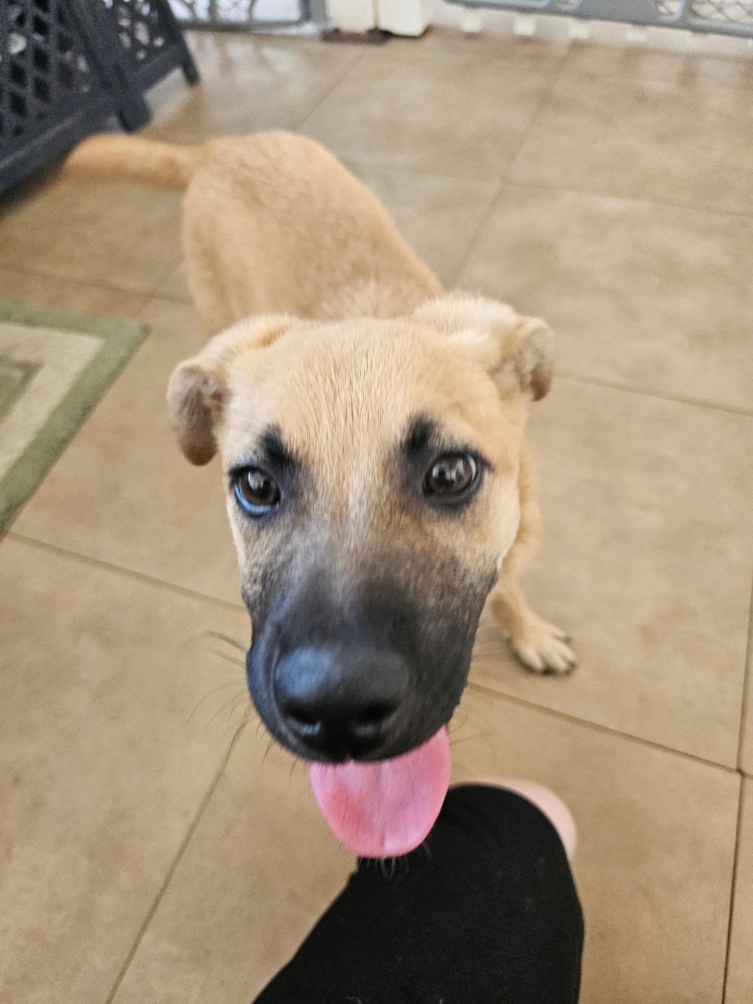Enlarge Cain, a ADOPTABLE mixed breed in Joliet, IL image 3/3