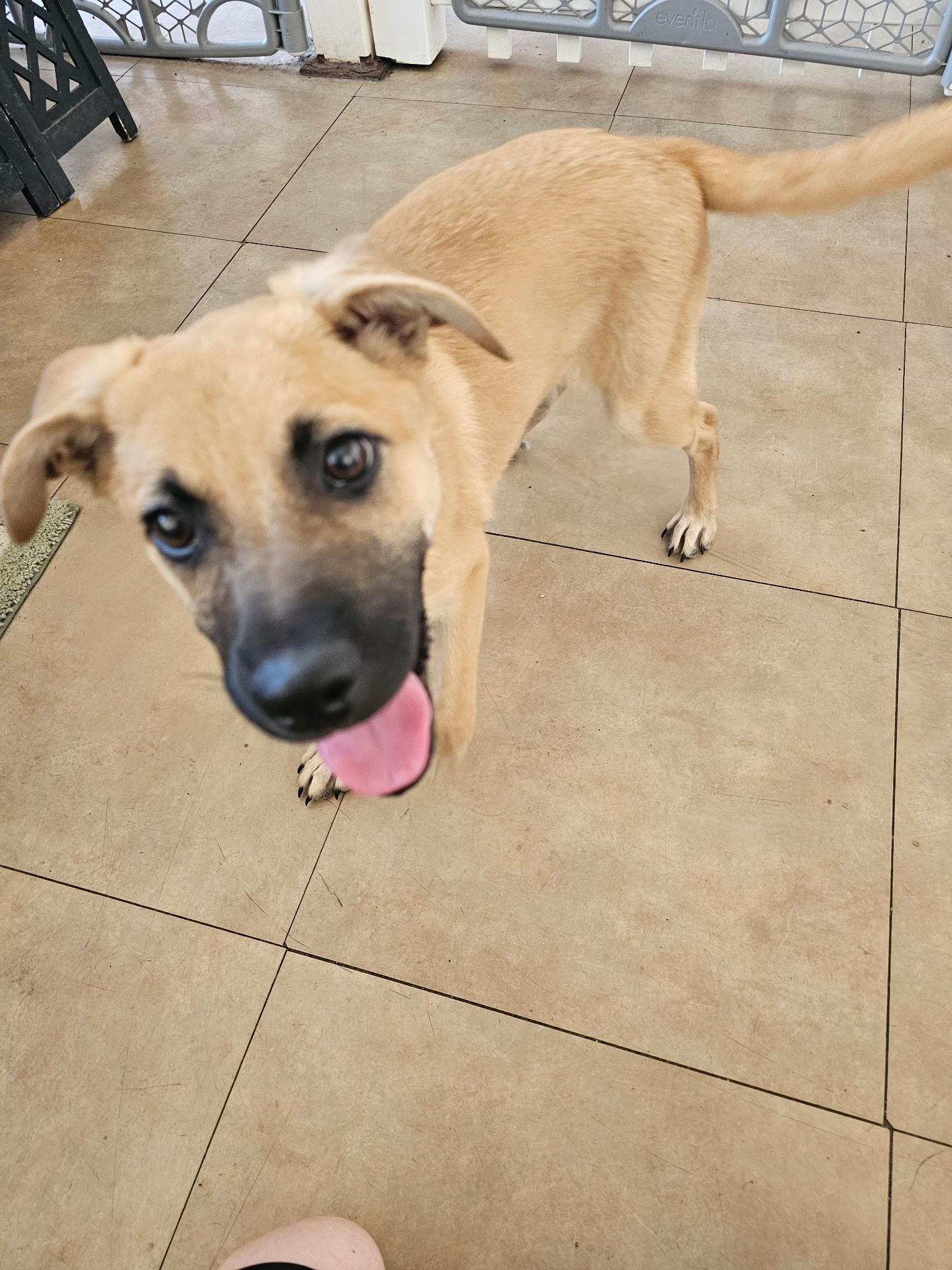 Cain, ADOPTABLE, Puppy Male Yellow Labrador Retriever & Black Mouth Cur.