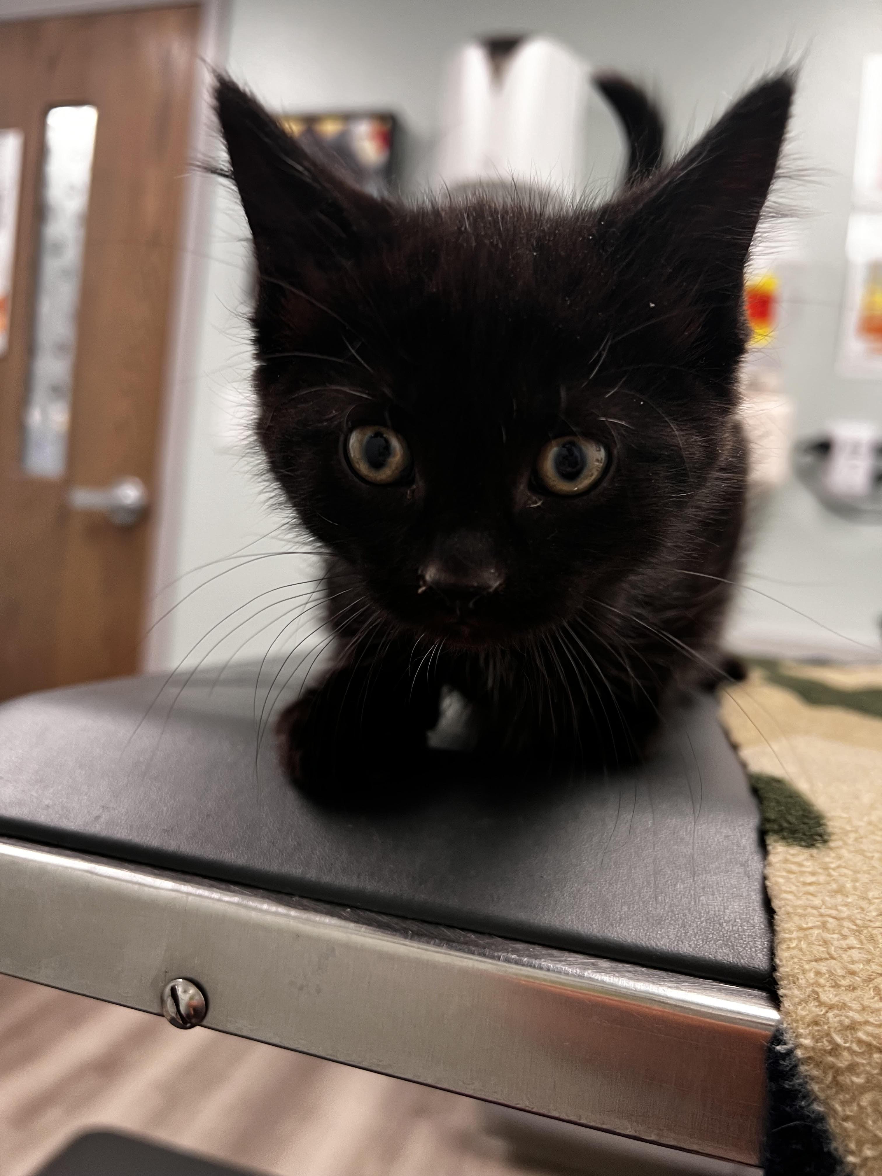 Cobb, ADOPTABLE, Kitten Male Domestic Short Hair.