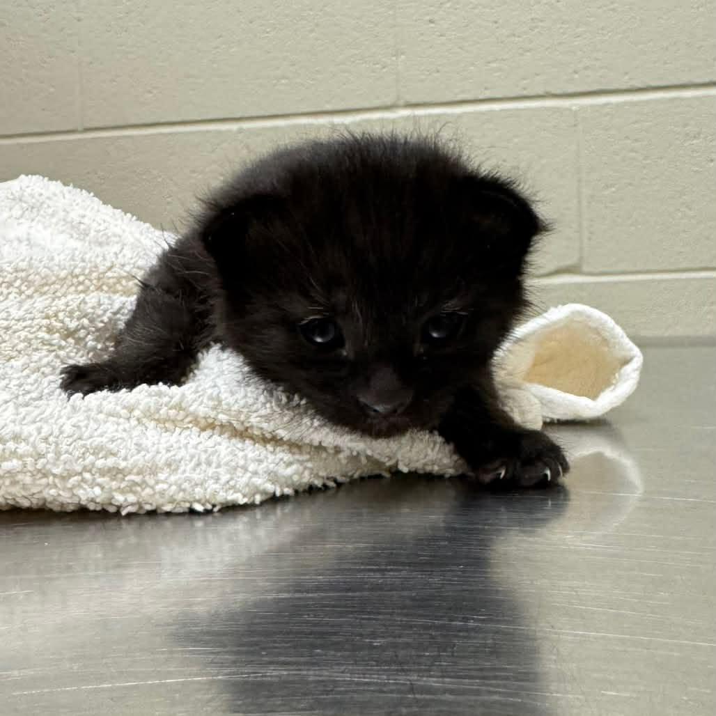 Enlarge Cobb, a ADOPTABLE Domestic Short Hair in Racine, WI image 1/2