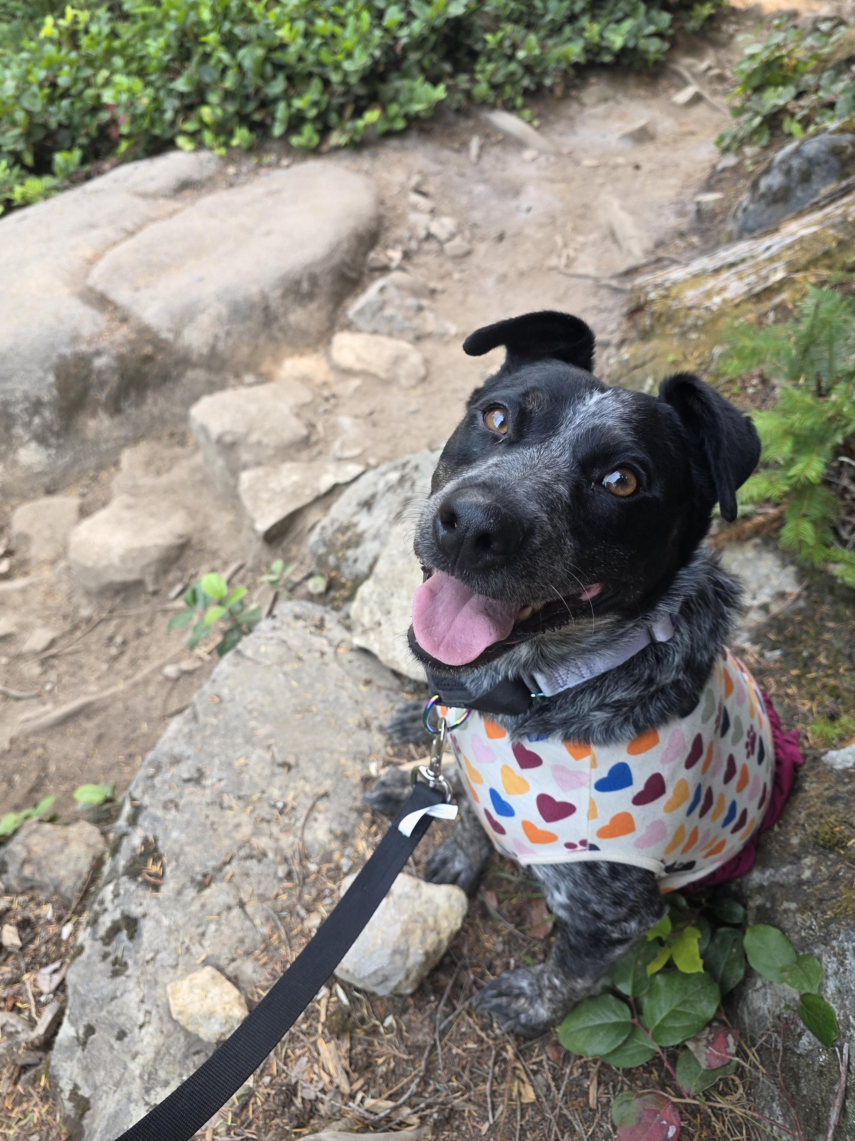 Enlarge Honey, a Adoptable Australian Cattle Dog / Blue Heeler in Seattle, WA image 1/2