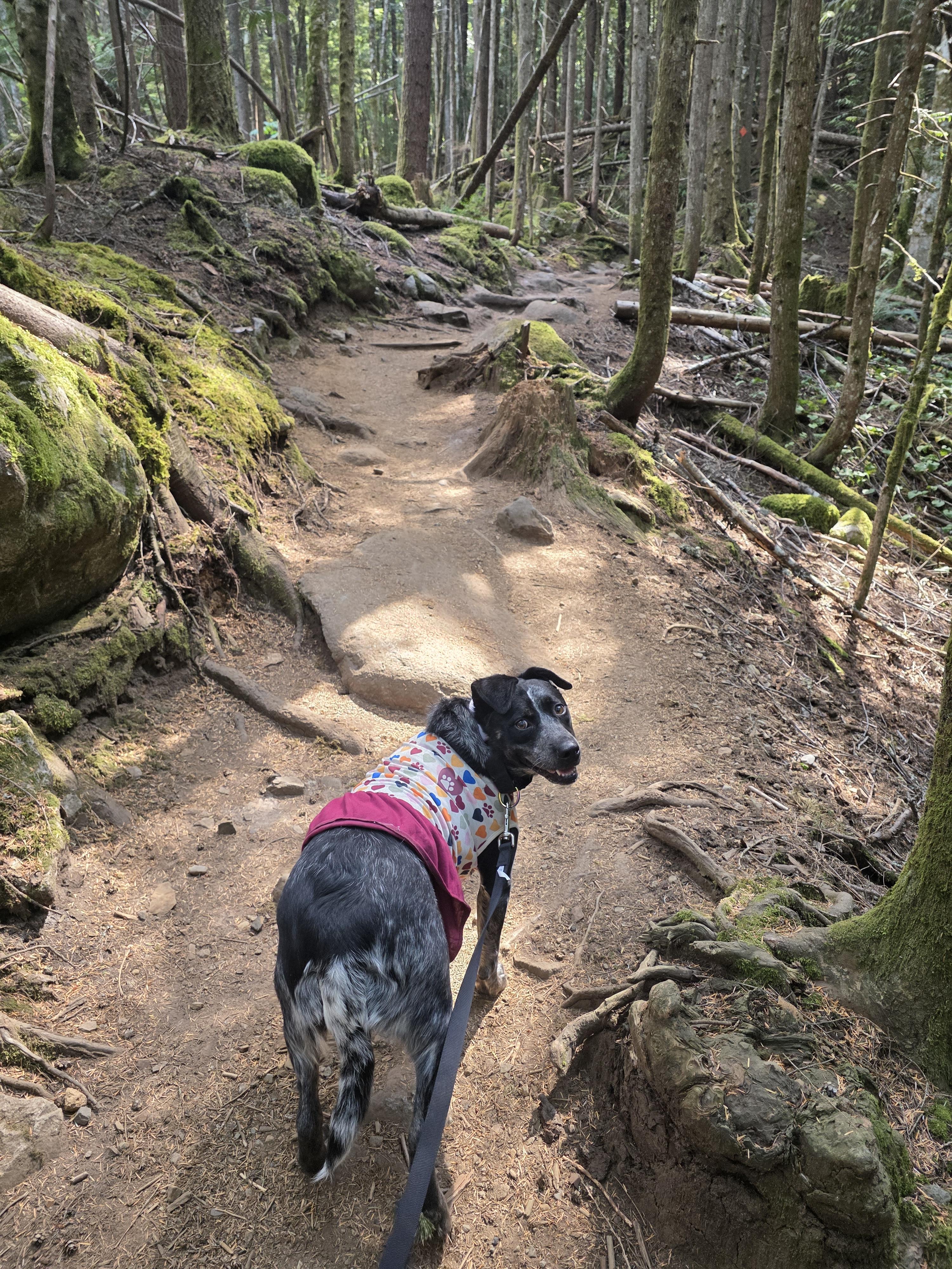 Enlarge Honey, a Adoptable Australian Cattle Dog / Blue Heeler in Seattle, WA image 2/2