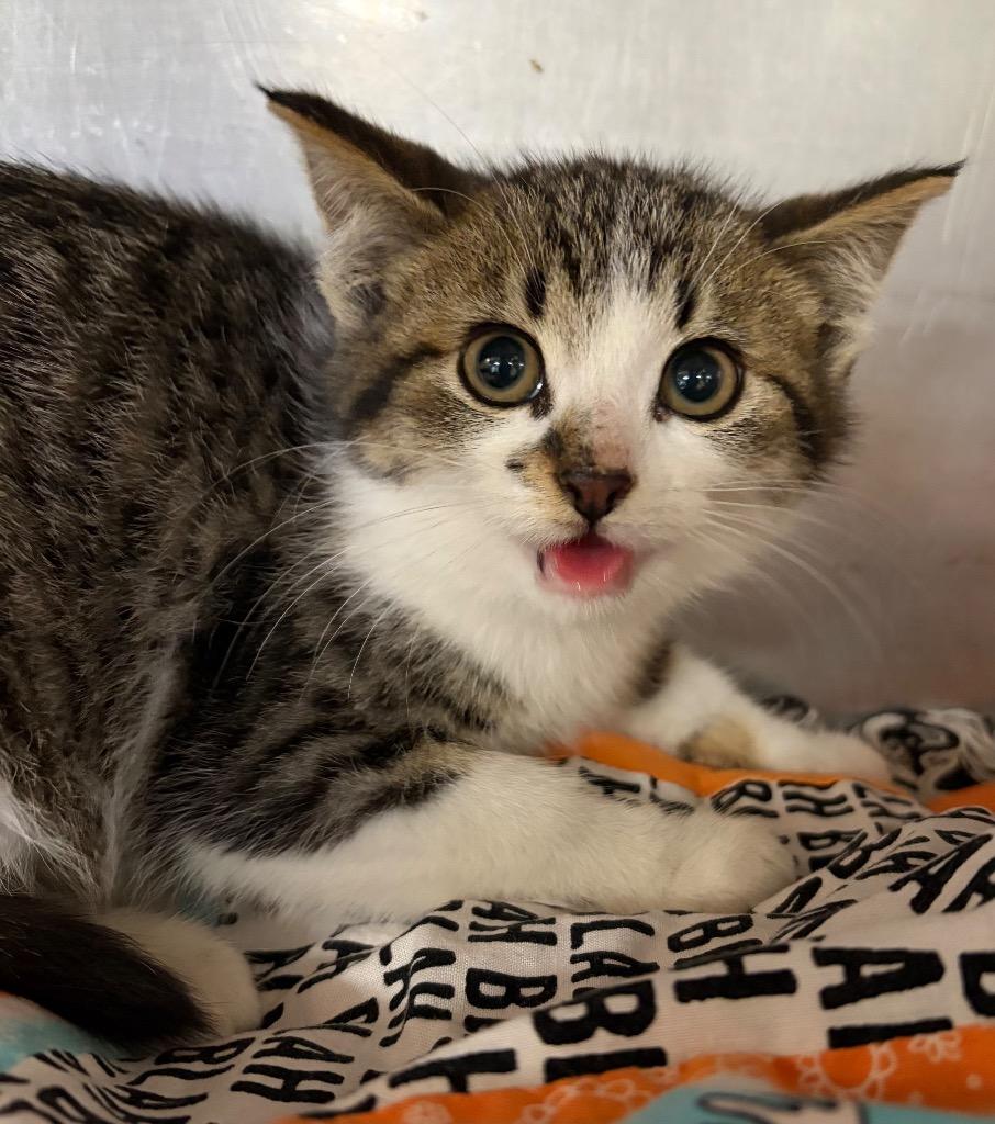 Enlarge Willis, a Adoptable mixed breed in Huntington, IN image 1/1