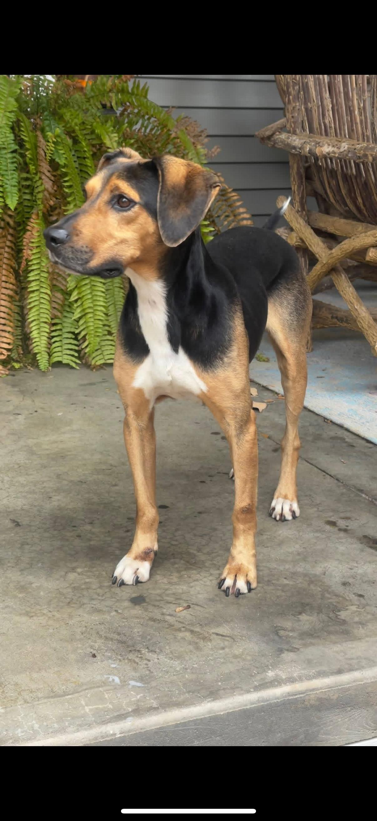 Enlarge Jack, a ADOPTABLE mixed breed in Murray, KY image 5/6