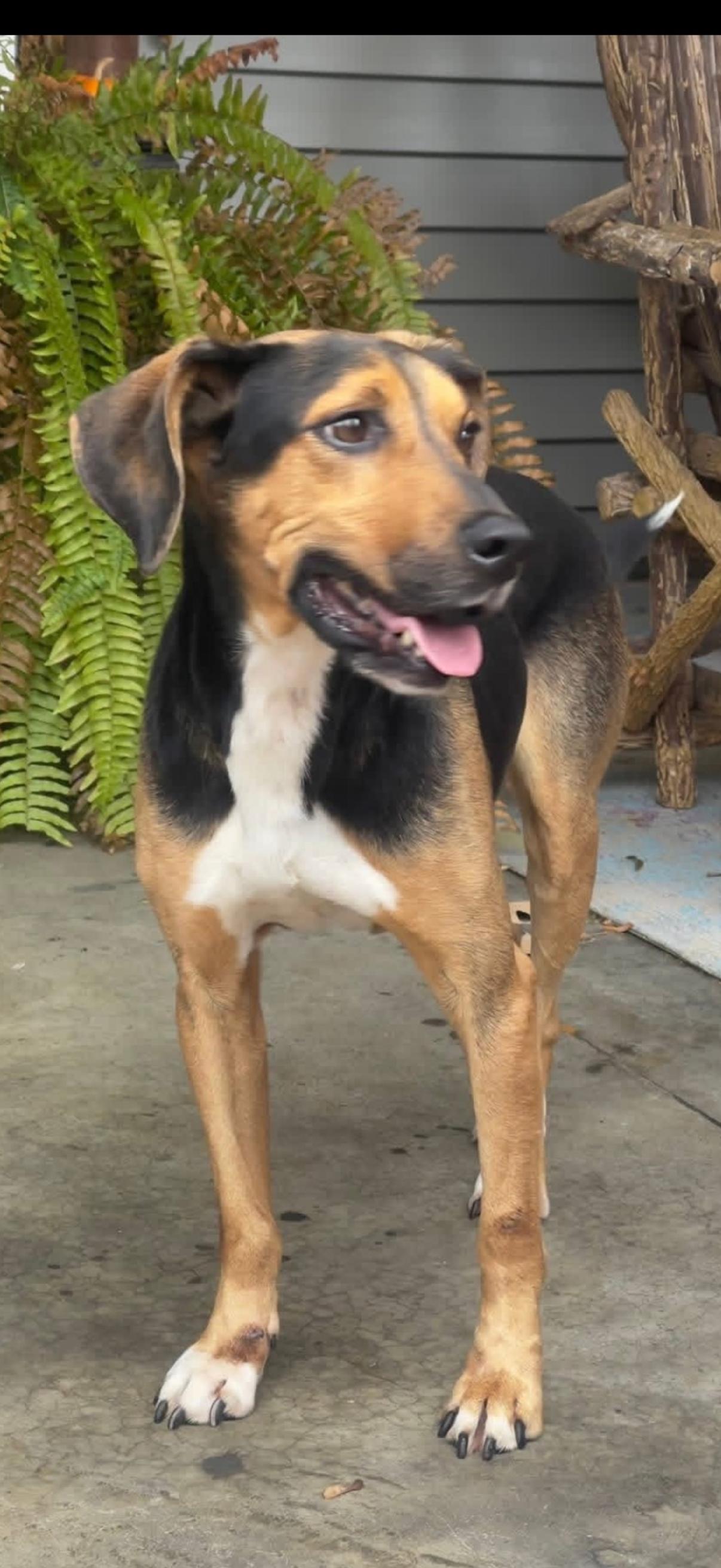 Jack, ADOPTABLE, Adult Male Hound.