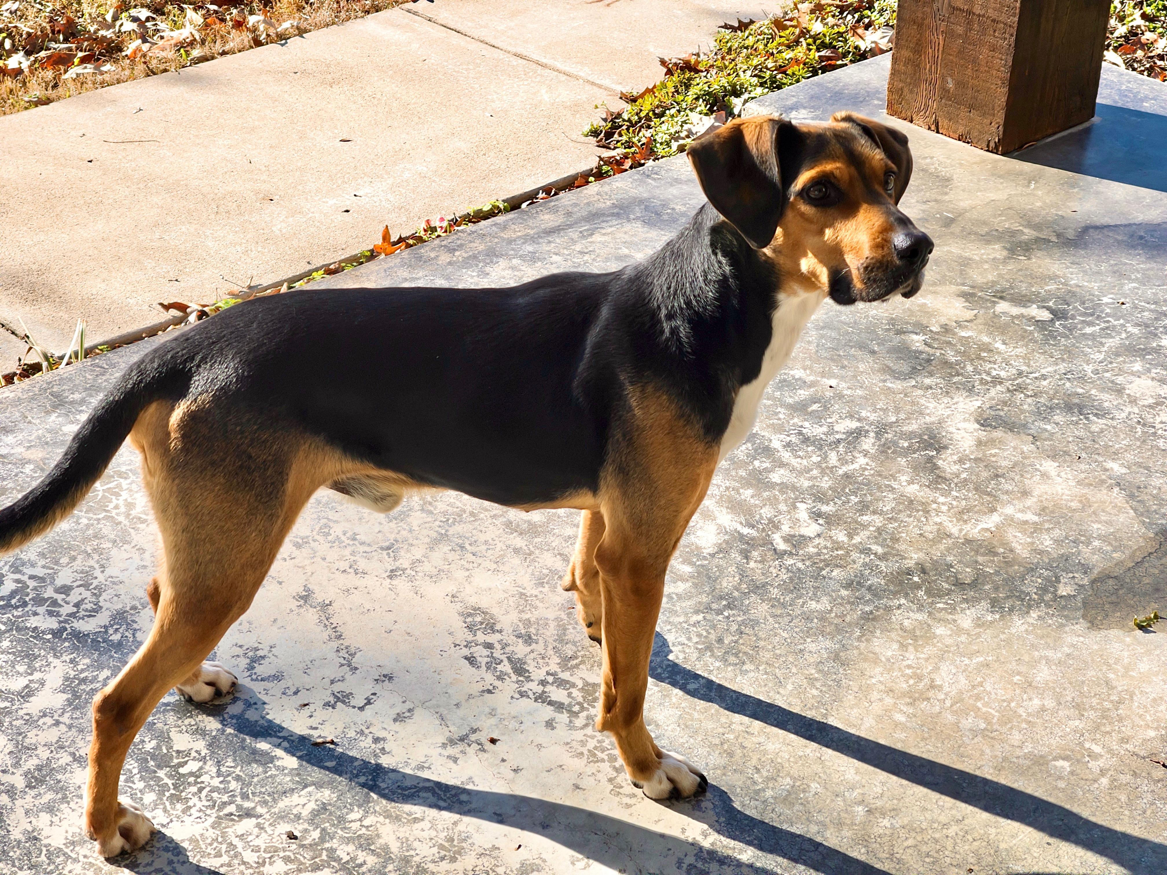 Enlarge Jack, a ADOPTABLE mixed breed in Murray, KY image 4/6