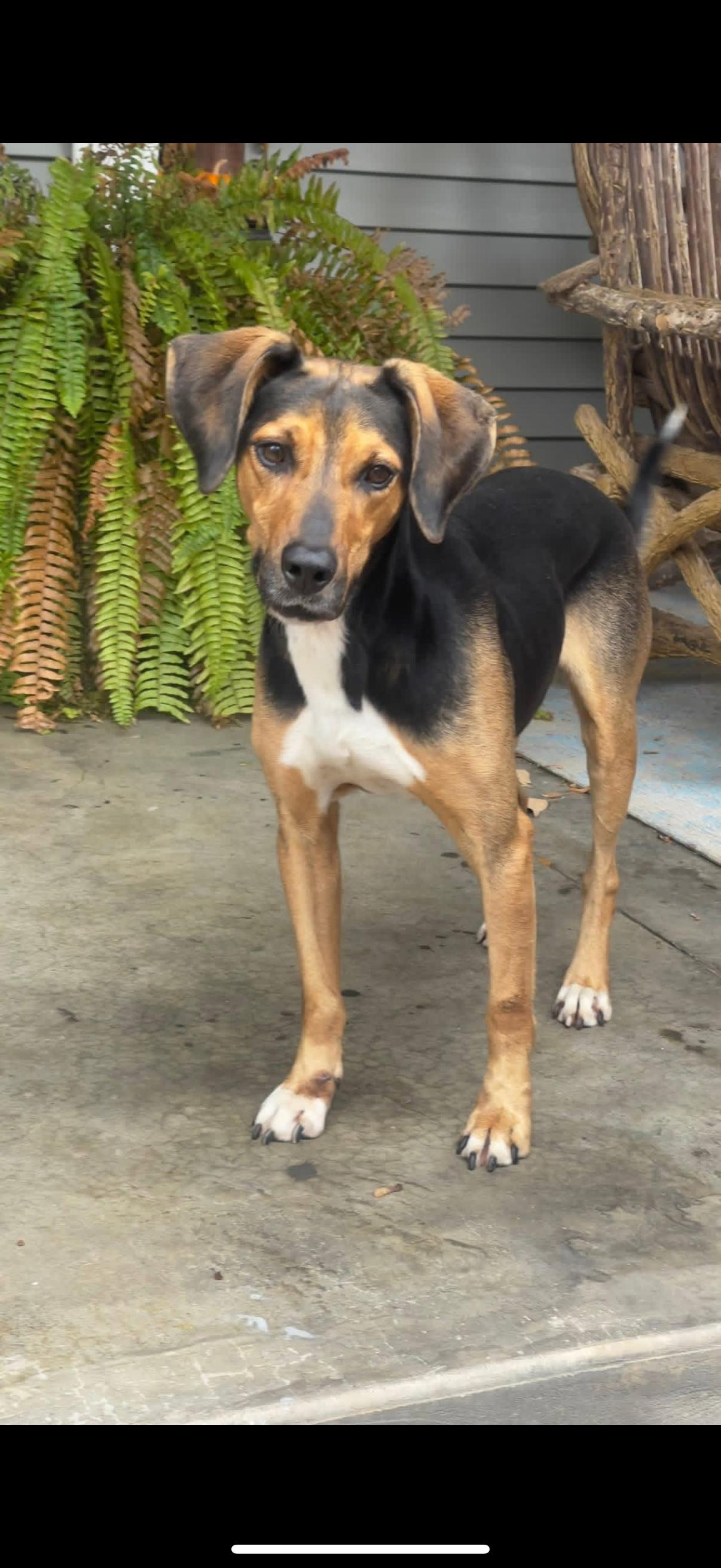 Jack, ADOPTABLE, Adult Male Hound.