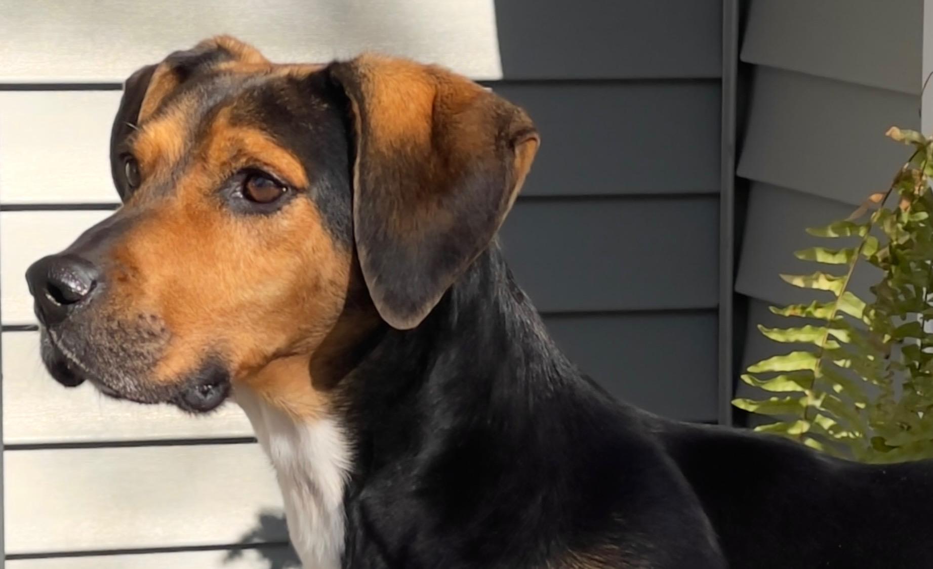 Enlarge Jack, a ADOPTABLE mixed breed in Murray, KY image 2/6