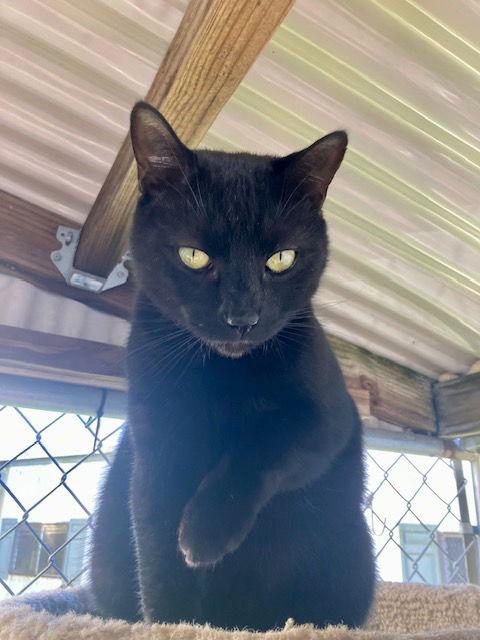 Montana, Adoptable, Adult Male American Shorthair.