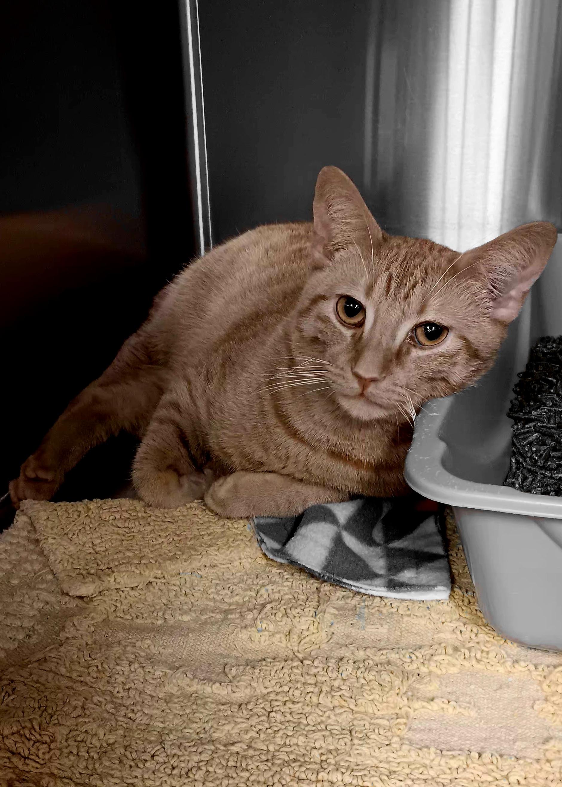 Enlarge Cannon, an adopted Domestic Short Hair in Medford, OR image 2/2