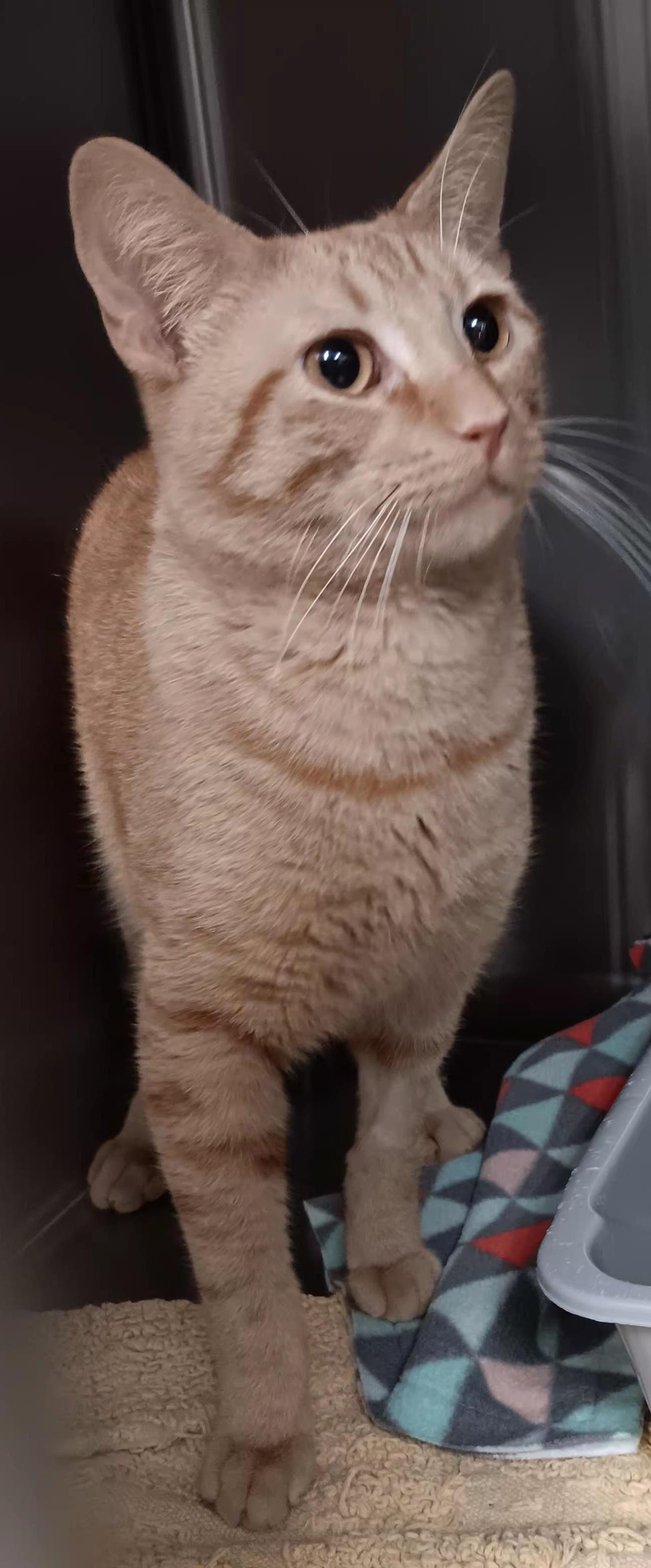 Cannon, adopted, Young Male Domestic Short Hair.