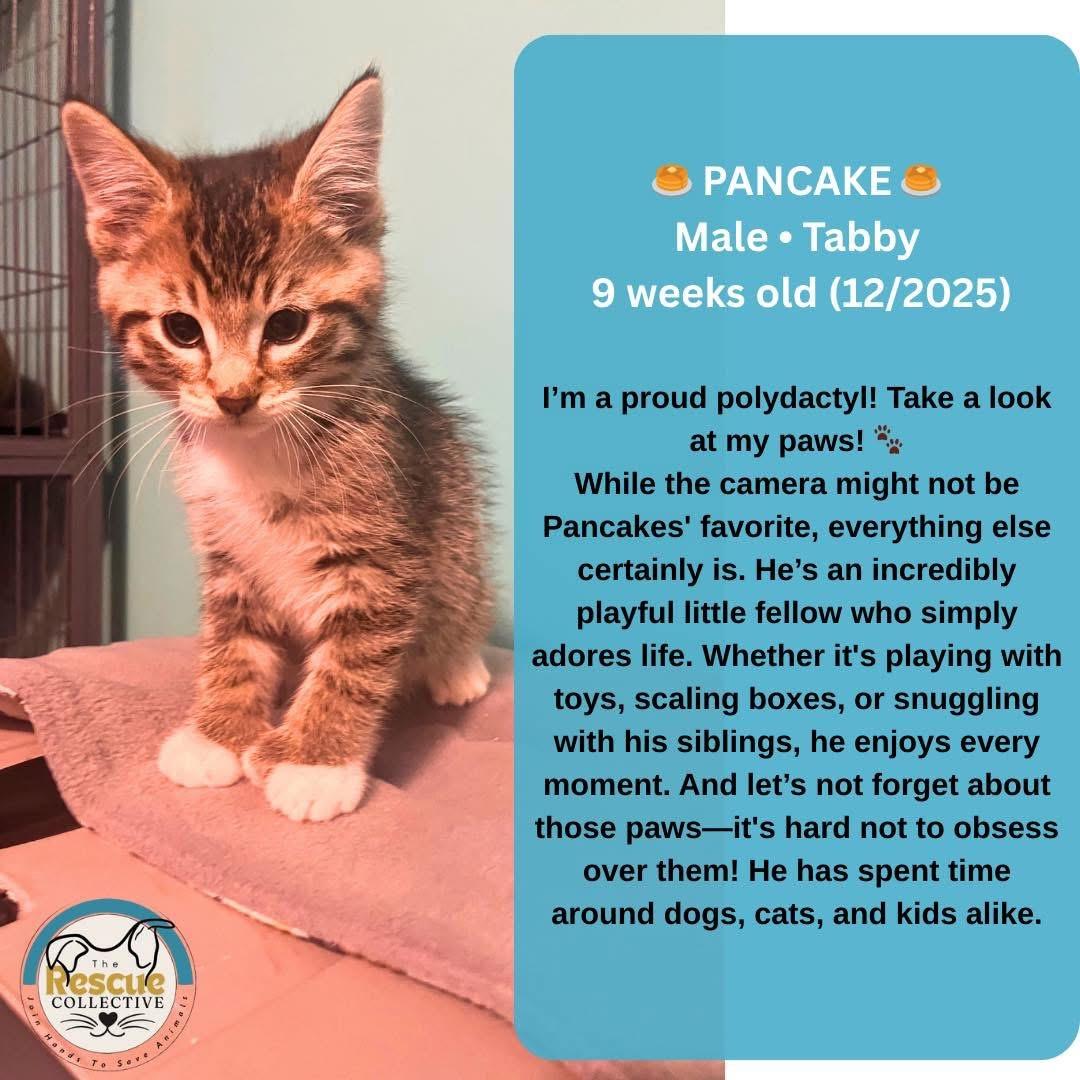 Pancake, ADOPTABLE, Kitten Male Tabby.