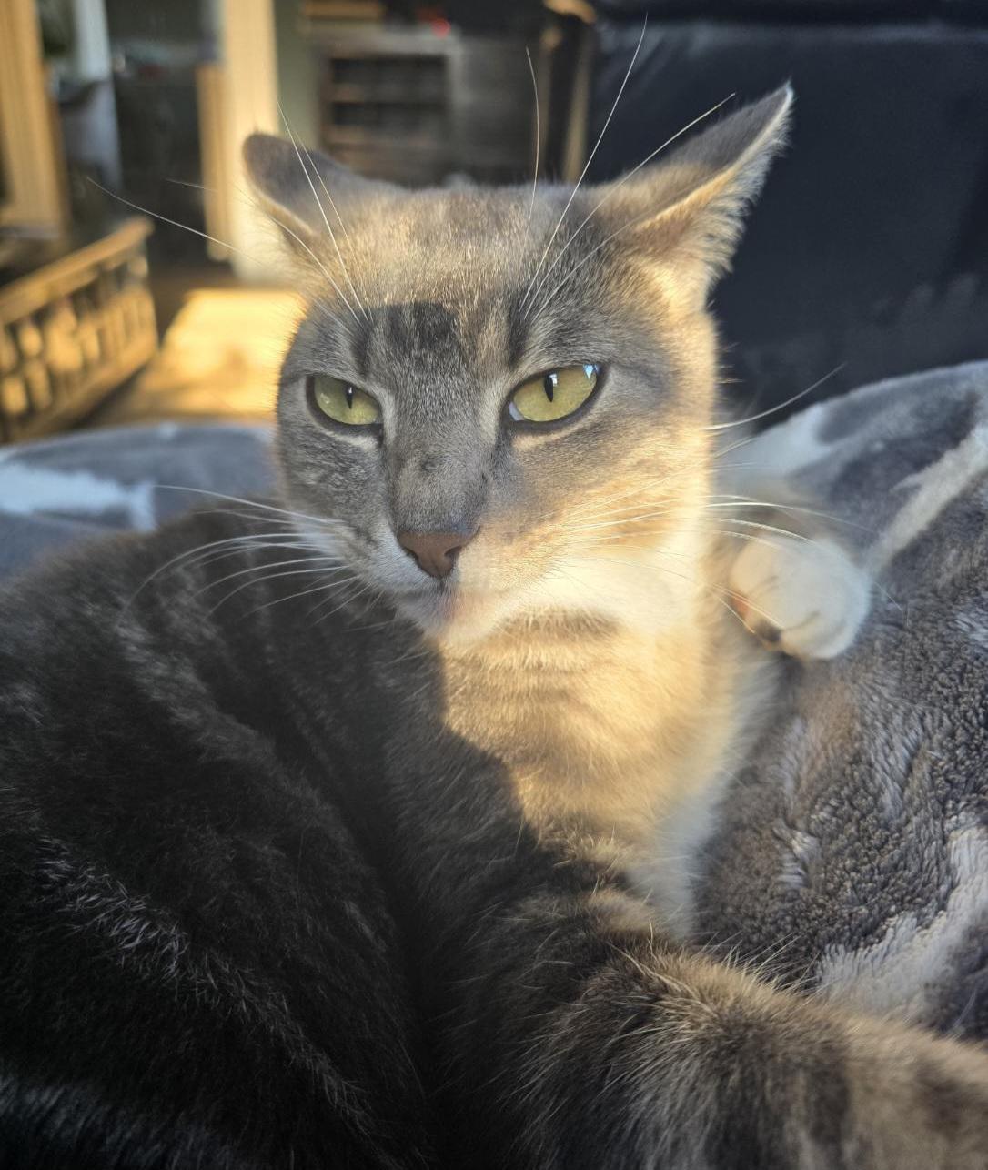 Enlarge Smokey, a Adoptable Tabby in London, ON image 4/5