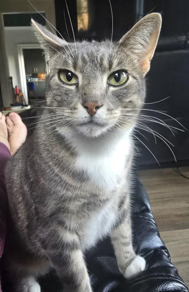 Enlarge Smokey, a Adoptable Tabby in London, ON image 2/5