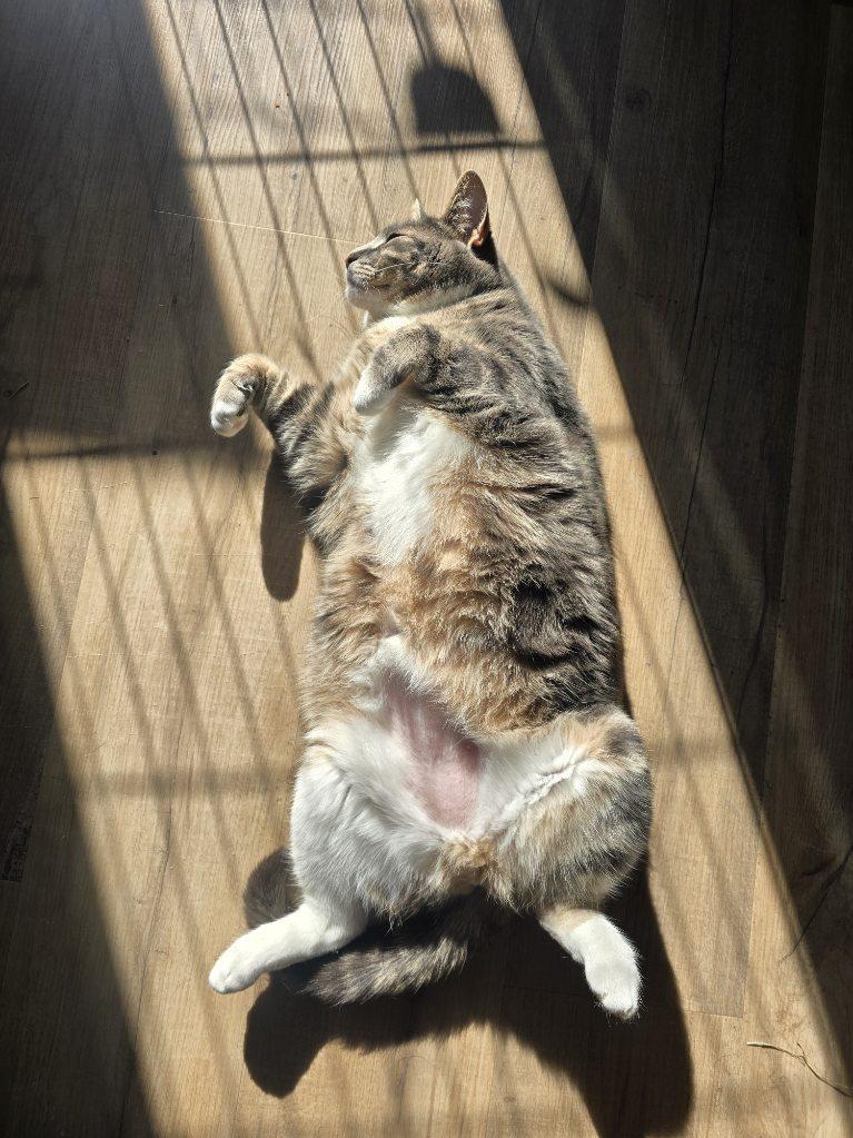 Enlarge Smokey, a Adoptable Tabby in London, ON image 5/5