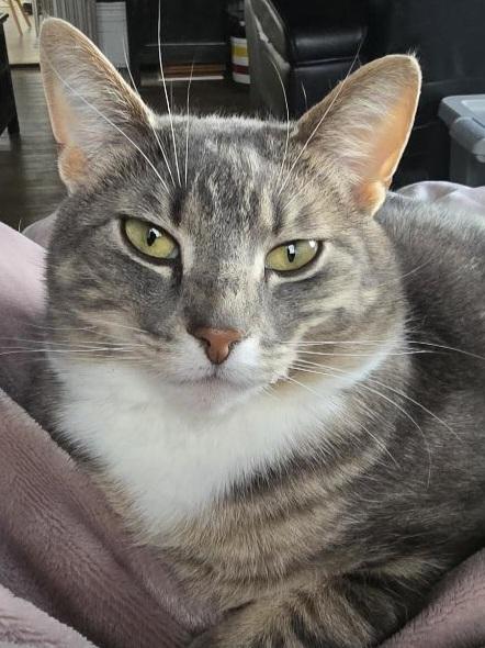 Smokey, Adoptable, Adult Female Tabby.