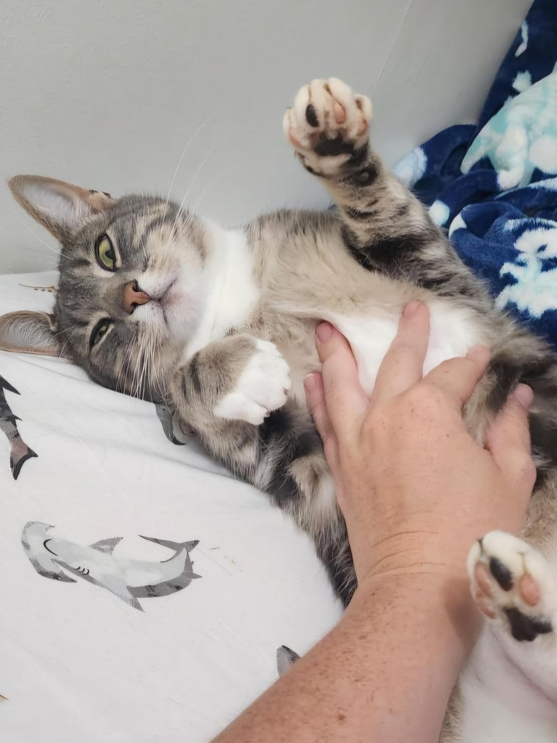 Enlarge Smokey, a Adoptable Tabby in London, ON image 3/5