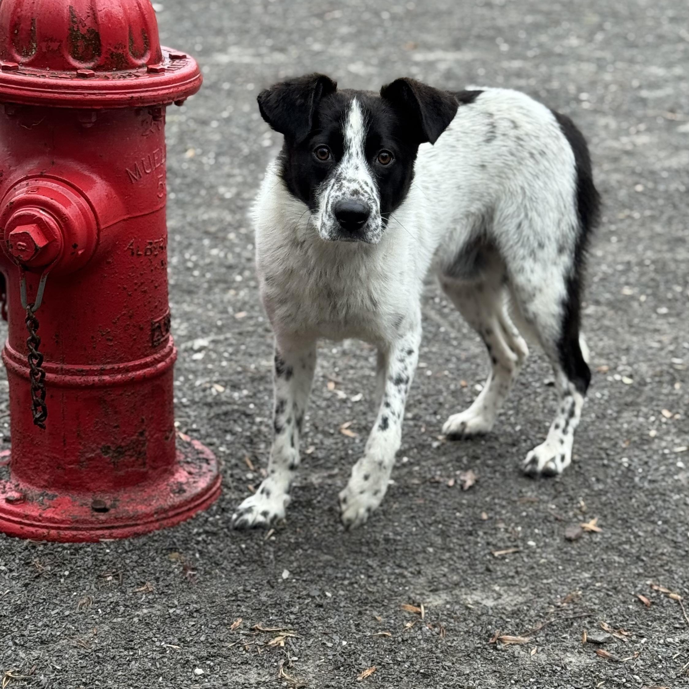 River, ADOPTABLE, Young Male Australian Cattle Dog / Blue Heeler.