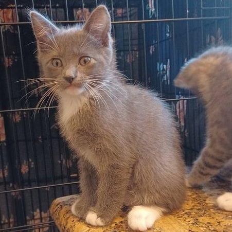 Enlarge Sophia, a Adopted Domestic Short Hair in San Jose, CA image 3/6