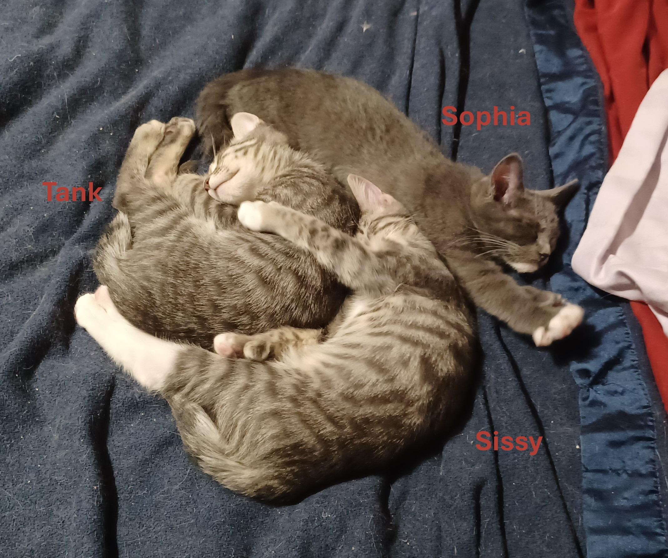 Sophia, Adopted, Kitten Female Domestic Short Hair.