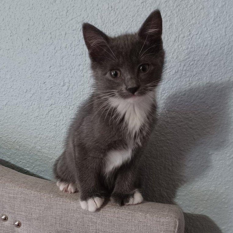 Sophia, Adopted, Kitten Female Domestic Short Hair.