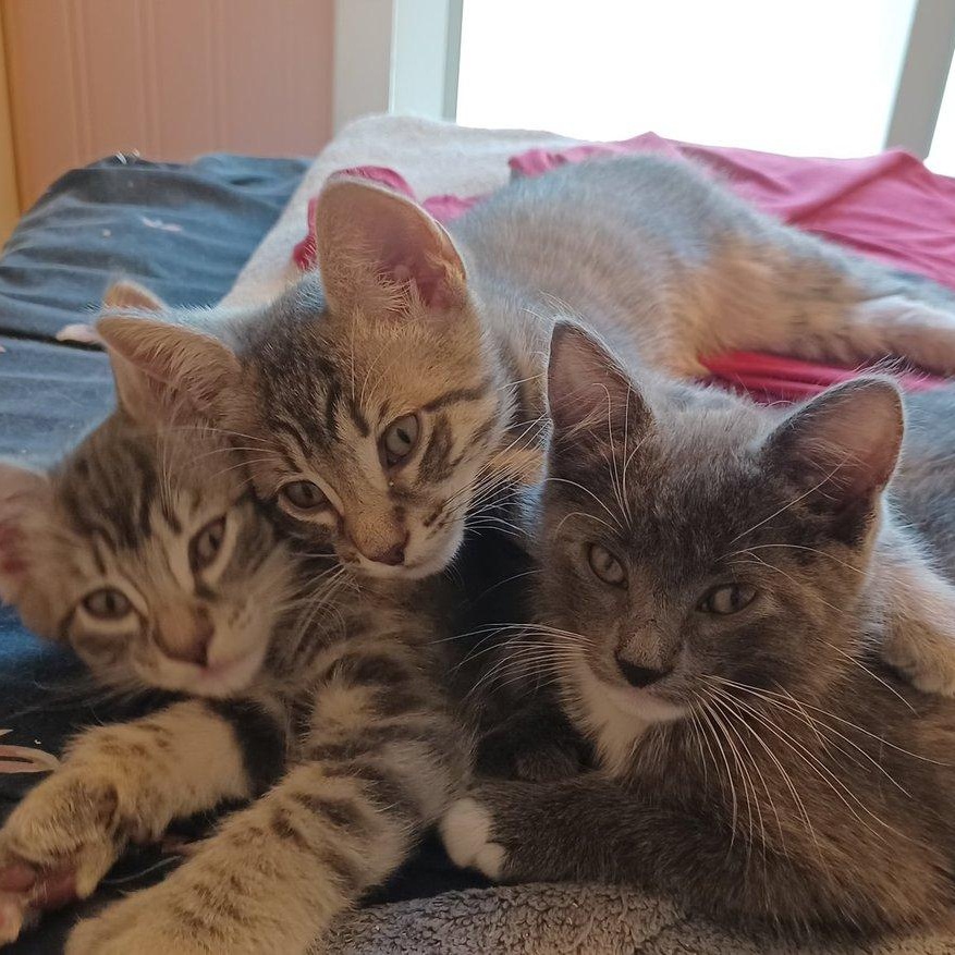 Enlarge Sophia, a Adopted Domestic Short Hair in San Jose, CA image 5/6