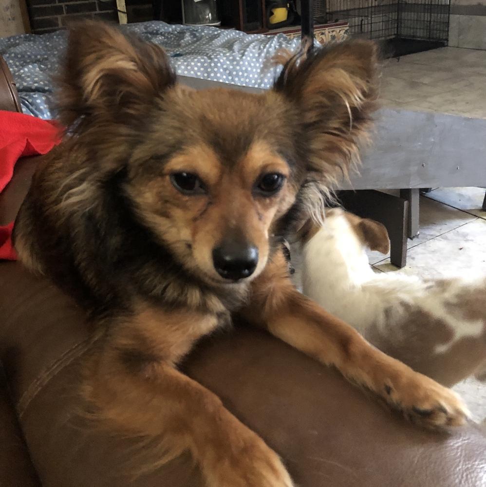 Enlarge Tommy, a Adopted mixed breed in Minneapolis, KS image 1/6