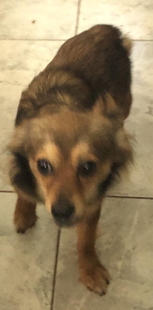 Enlarge Tommy, a Adopted mixed breed in Minneapolis, KS image 3/6