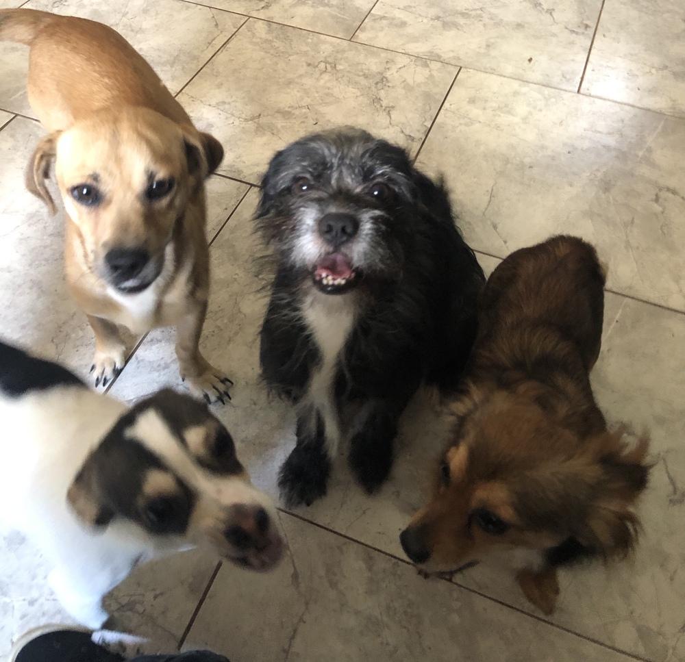 Enlarge Tommy, a Adopted mixed breed in Minneapolis, KS image 5/6