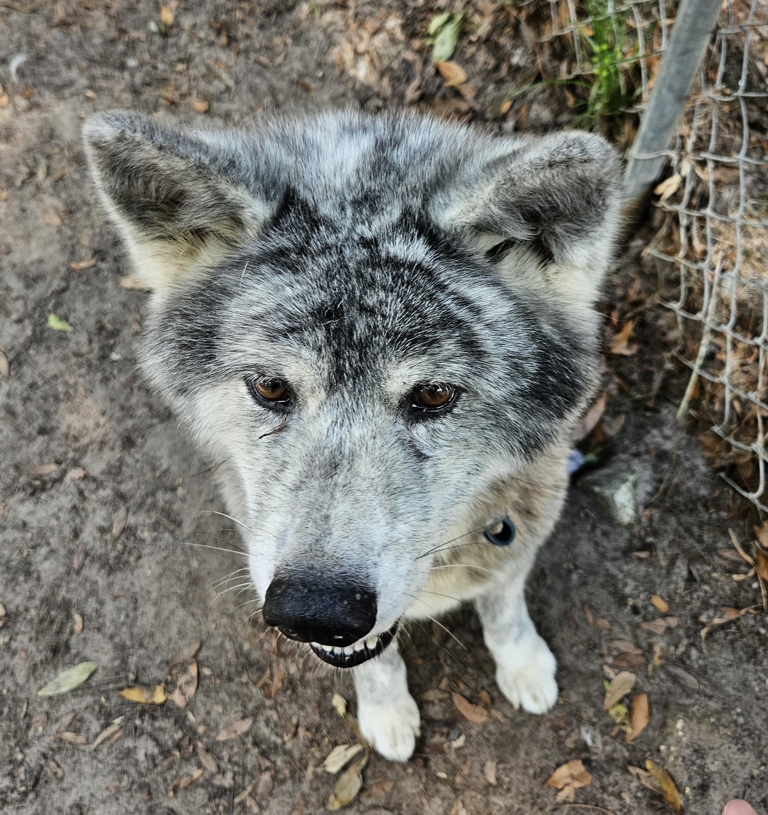 Diesel, a Adoptable Akita in Jacksonville, FL image 1/5