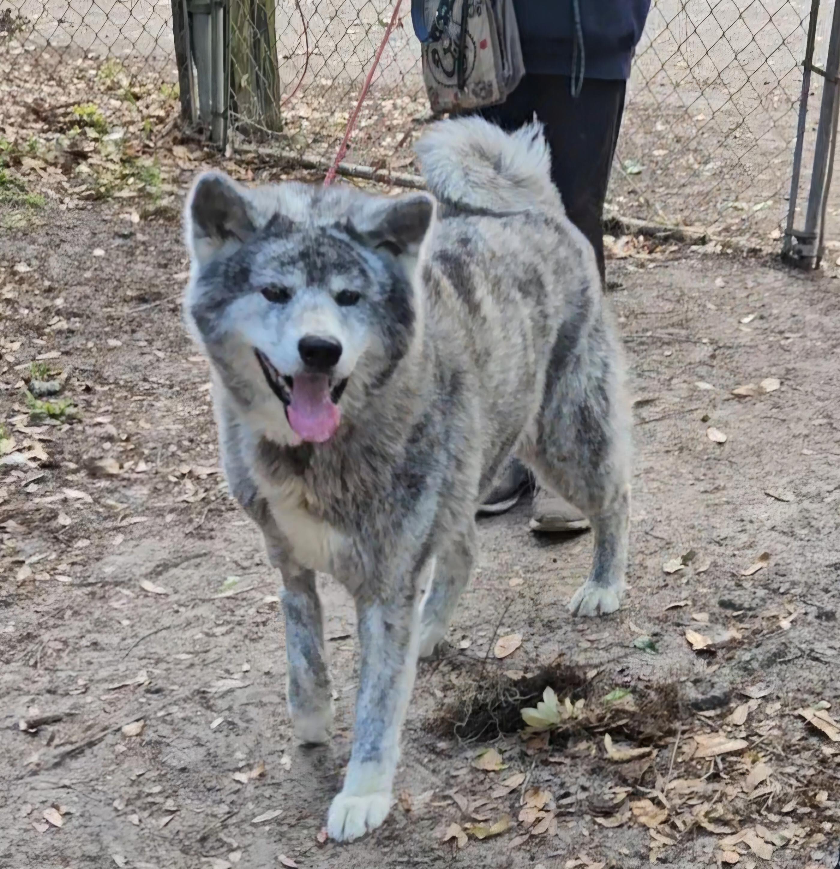 Diesel, a Adoptable Akita in Jacksonville, FL image 4/5