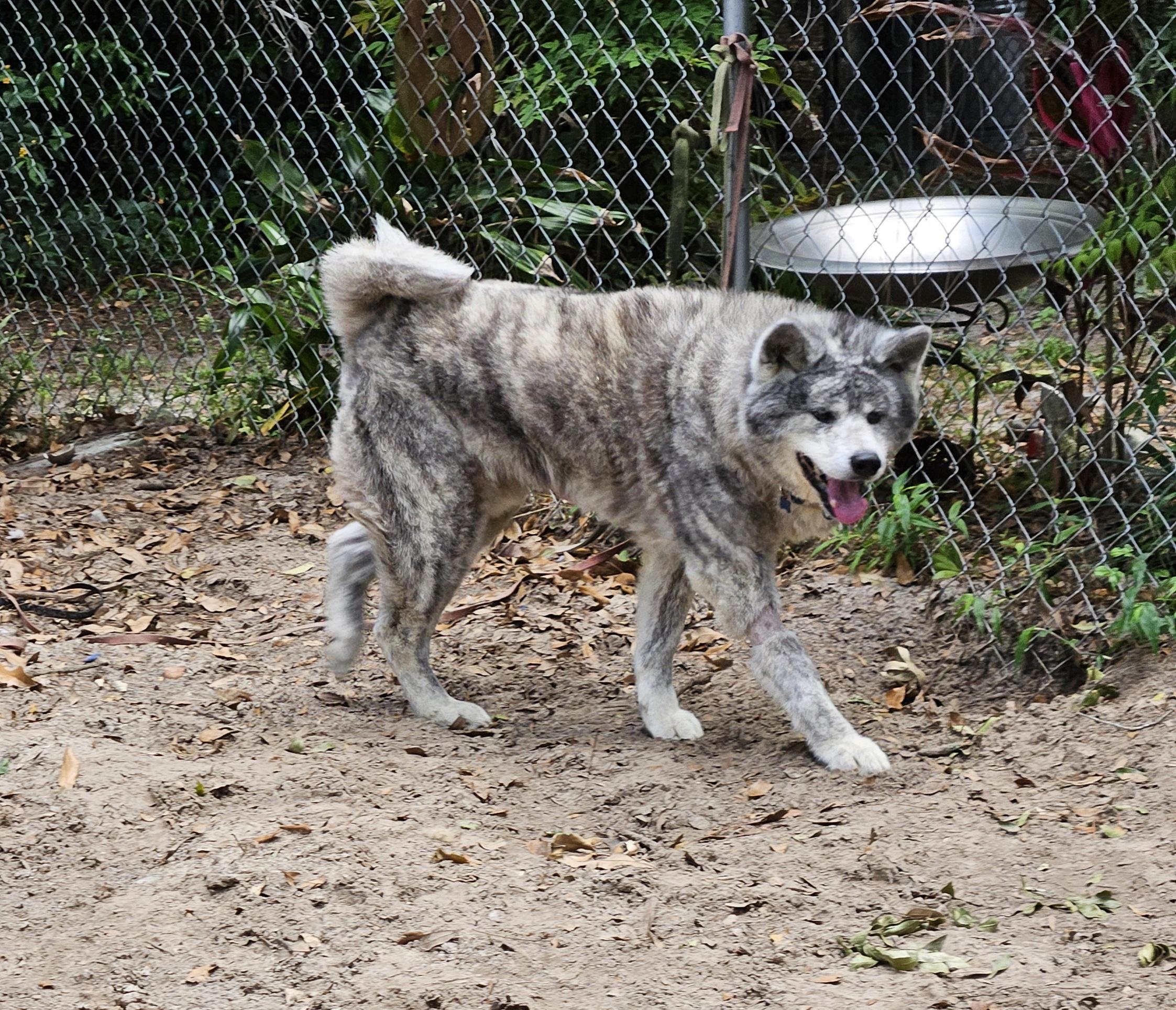 Diesel, a Adoptable Akita in Jacksonville, FL image 5/5