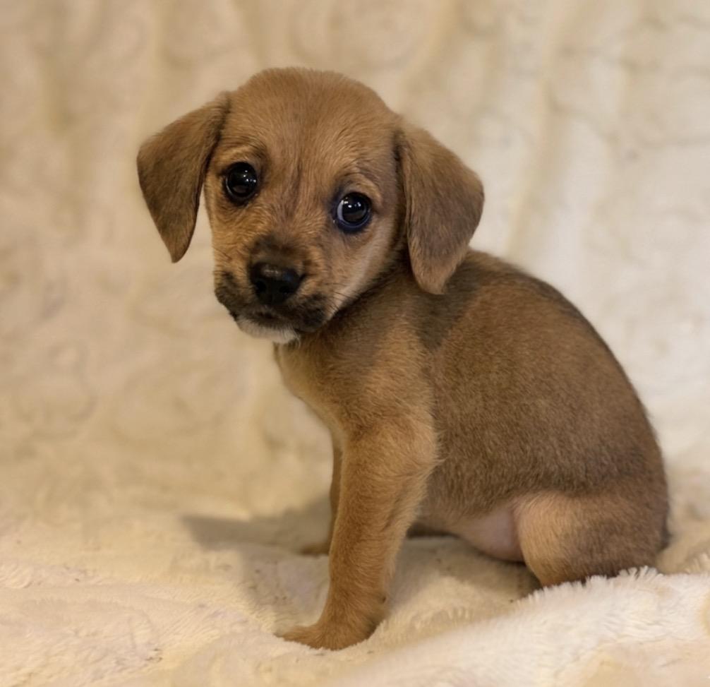 Enlarge Dana, a ADOPTABLE mixed breed in Hales corners, WI image 2/2