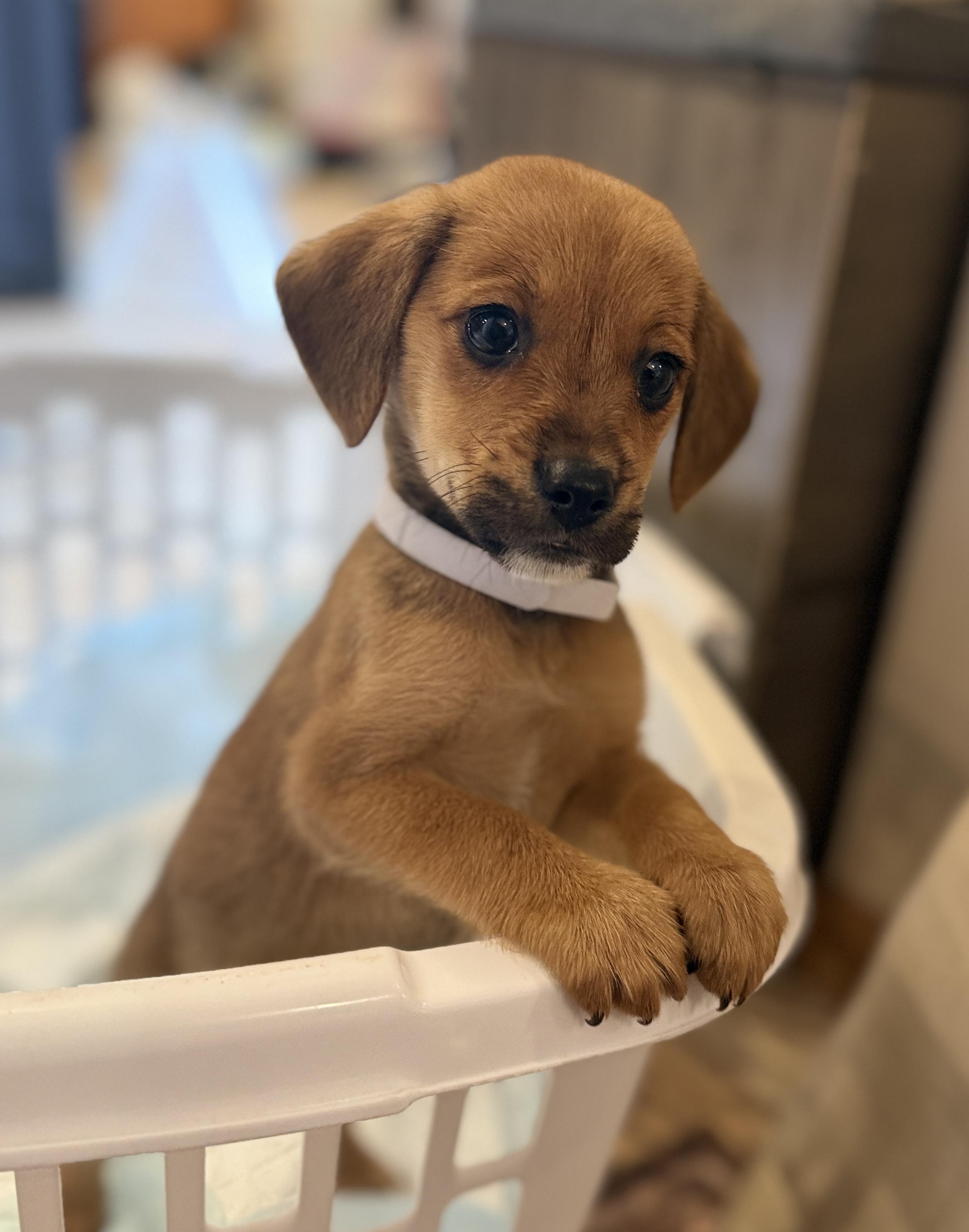 Enlarge Dana, a ADOPTABLE mixed breed in Hales corners, WI image 1/2