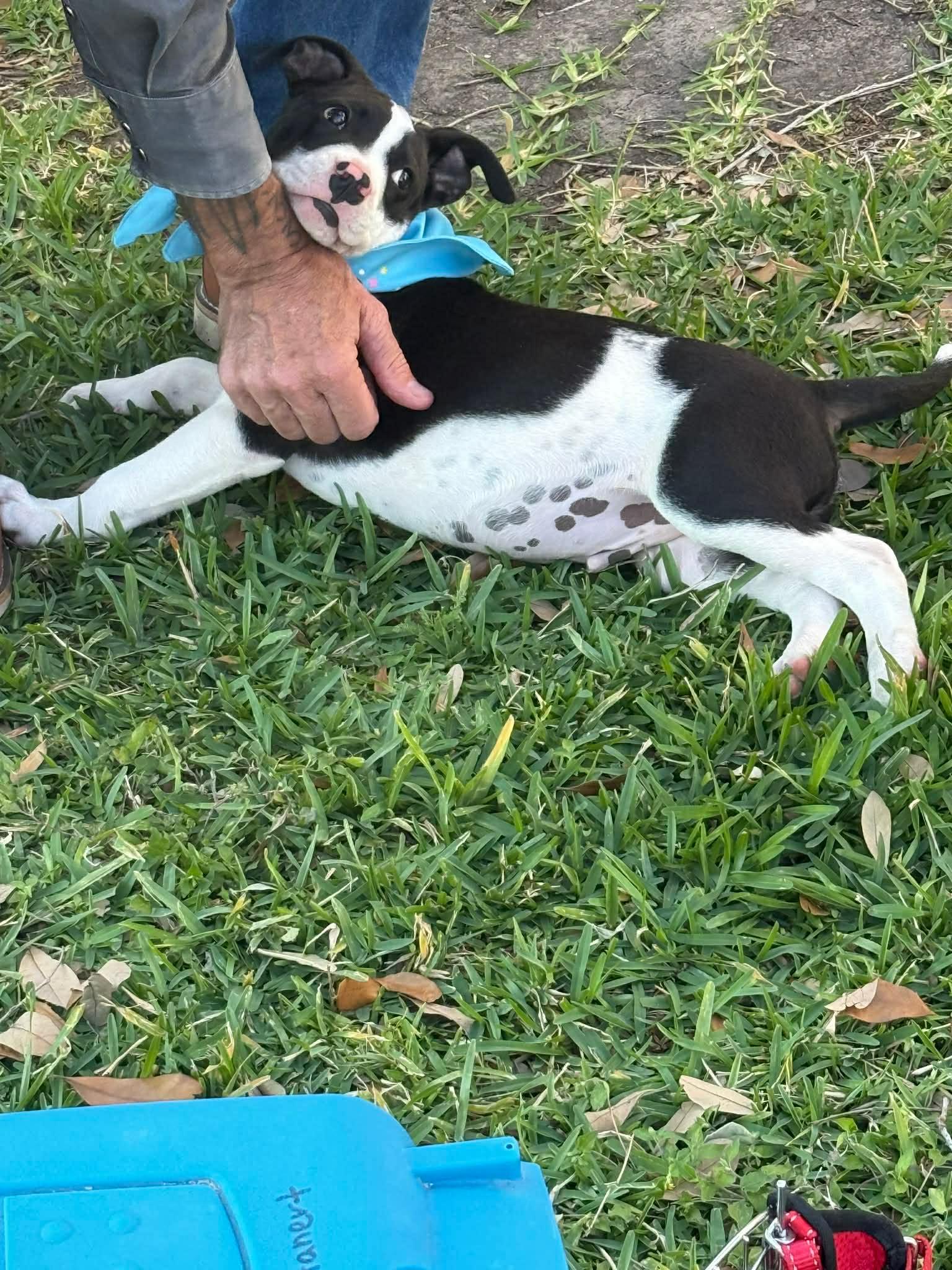 Oscar, Adopted, Puppy Male Pit Bull Terrier.