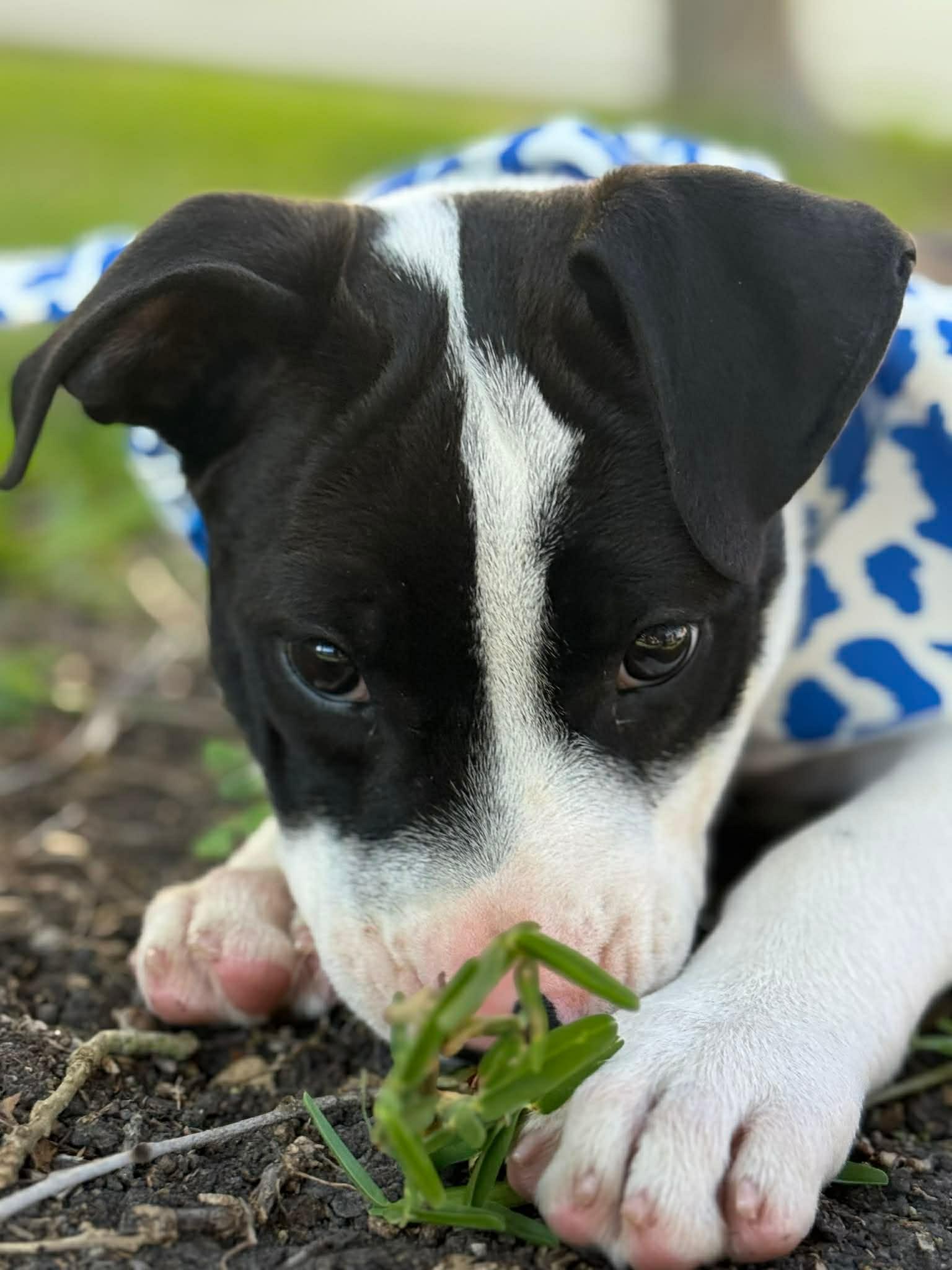 Enlarge Oscar, a Adopted Pit Bull Terrier in Minneapolis, MN image 3/5