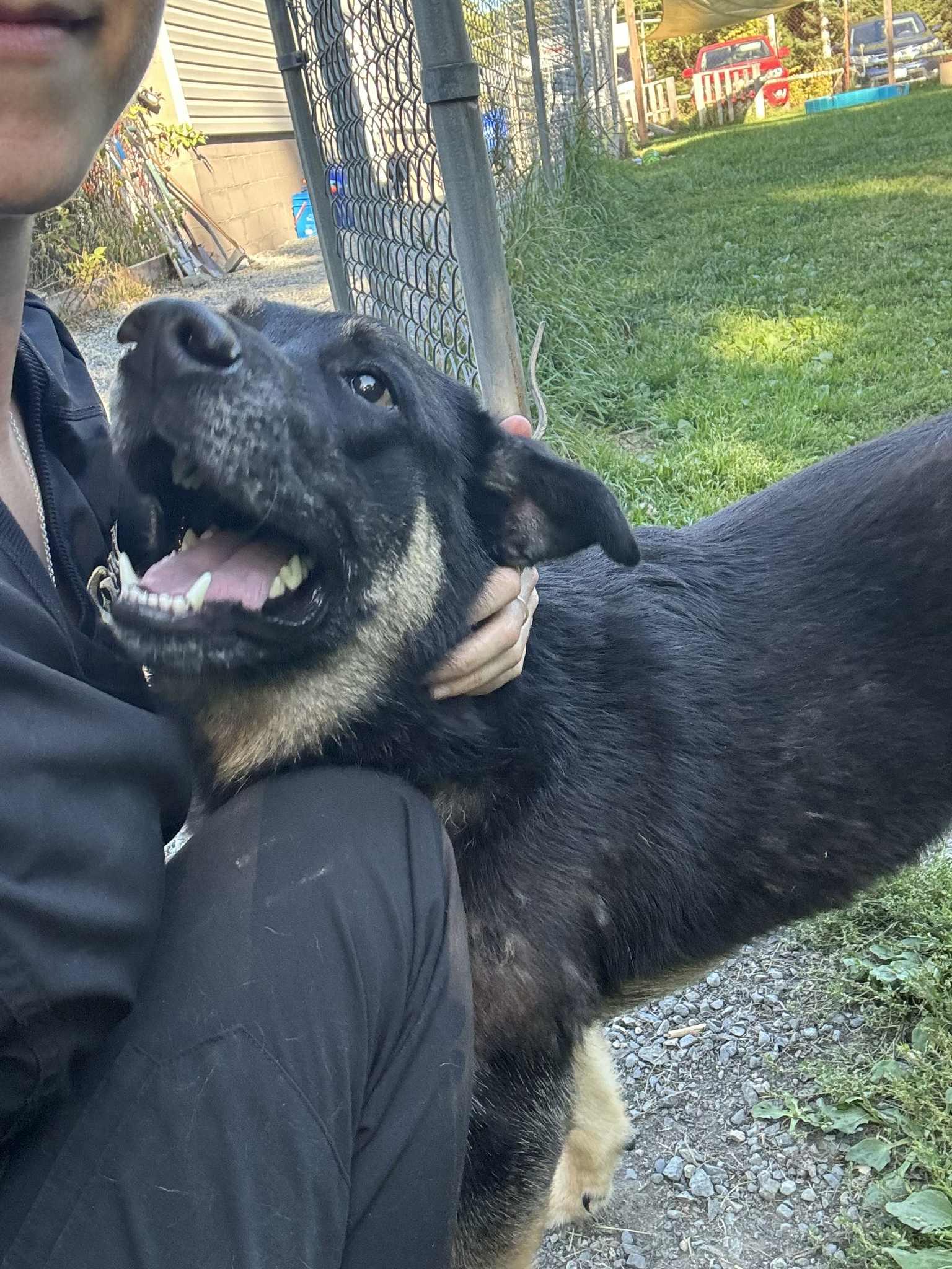 Bonk-yonce, an adoptable German Shepherd Dog in Wahnapitae, ON, P0M 3C0 | Photo Image 3