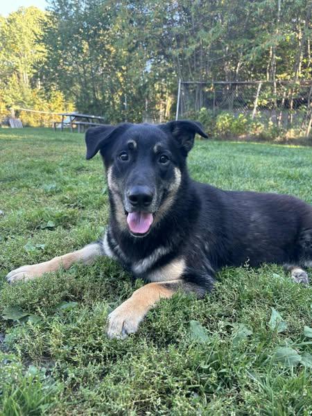 Bonk-yonce, an adoptable German Shepherd Dog in Wahnapitae, ON, P0M 3C0 | Photo Image 2