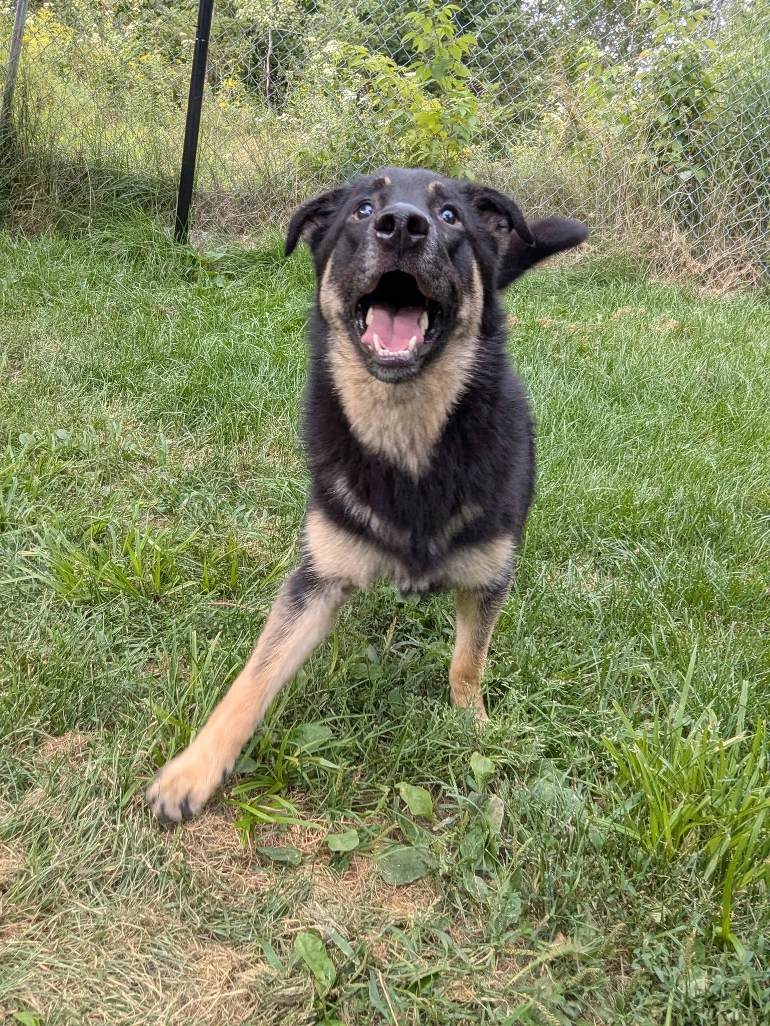 Bonk-yonce, an adoptable German Shepherd Dog in Wahnapitae, ON, P0M 3C0 | Photo Image 1