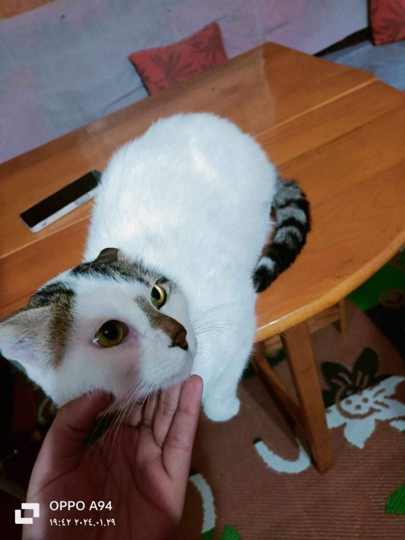 Simba-AM, an adoptable Domestic Short Hair in Brampton, ON, L6P 2E9 | Photo Image 3