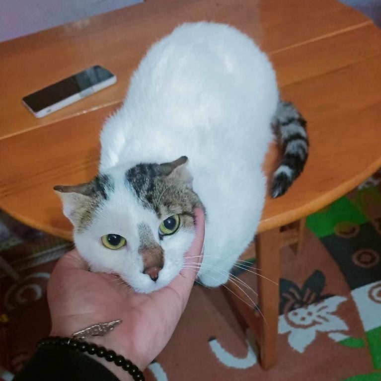 Enlarge Simba-AM, a Adoptable Domestic Short Hair in Brampton, ON image 2/4