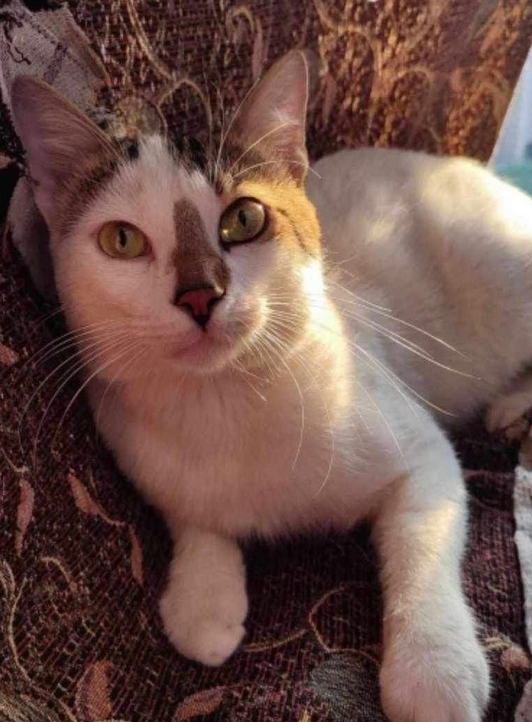 Simba-AM, an adoptable Domestic Short Hair in Brampton, ON, L6P 2E9 | Photo Image 2