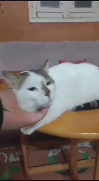 Enlarge Simba-AM, a Adoptable Domestic Short Hair in Brampton, ON video 4/4