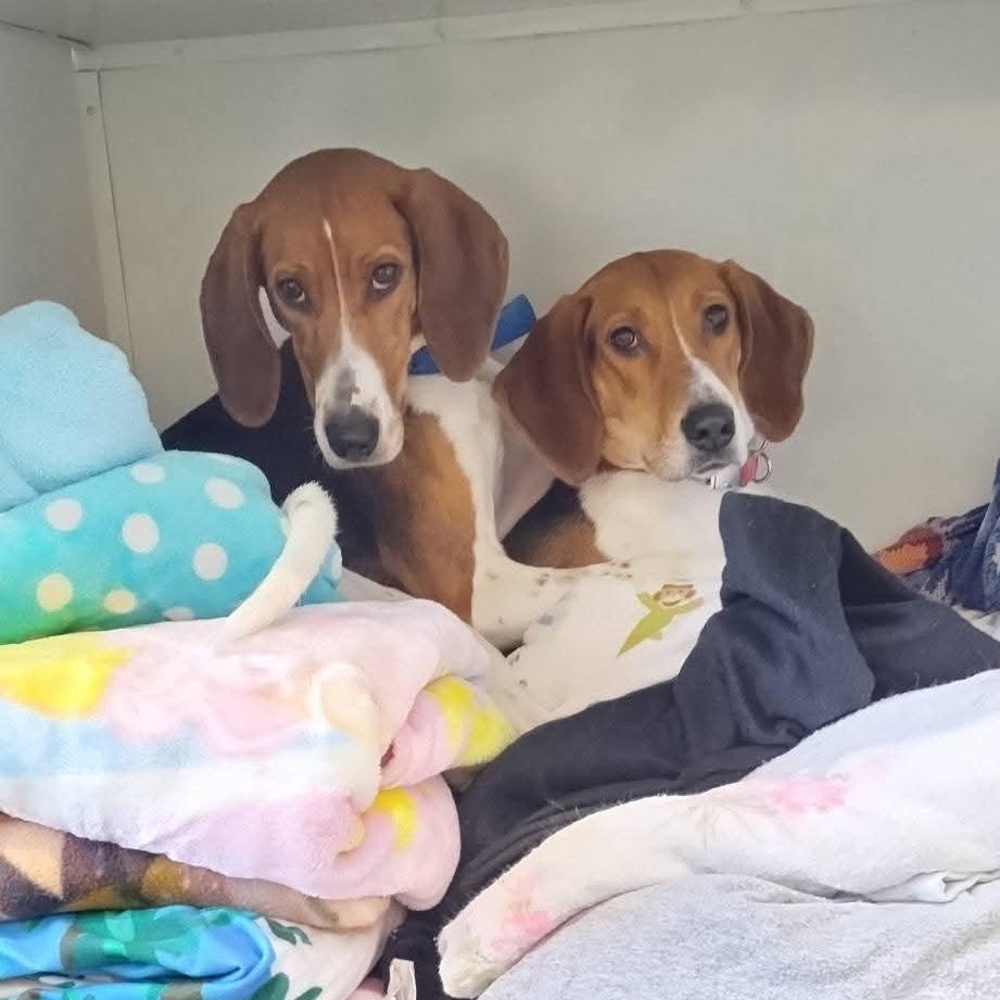 Enlarge Poppy, a Adoptable Treeing Walker Coonhound in Mondovi, WI image 1/3